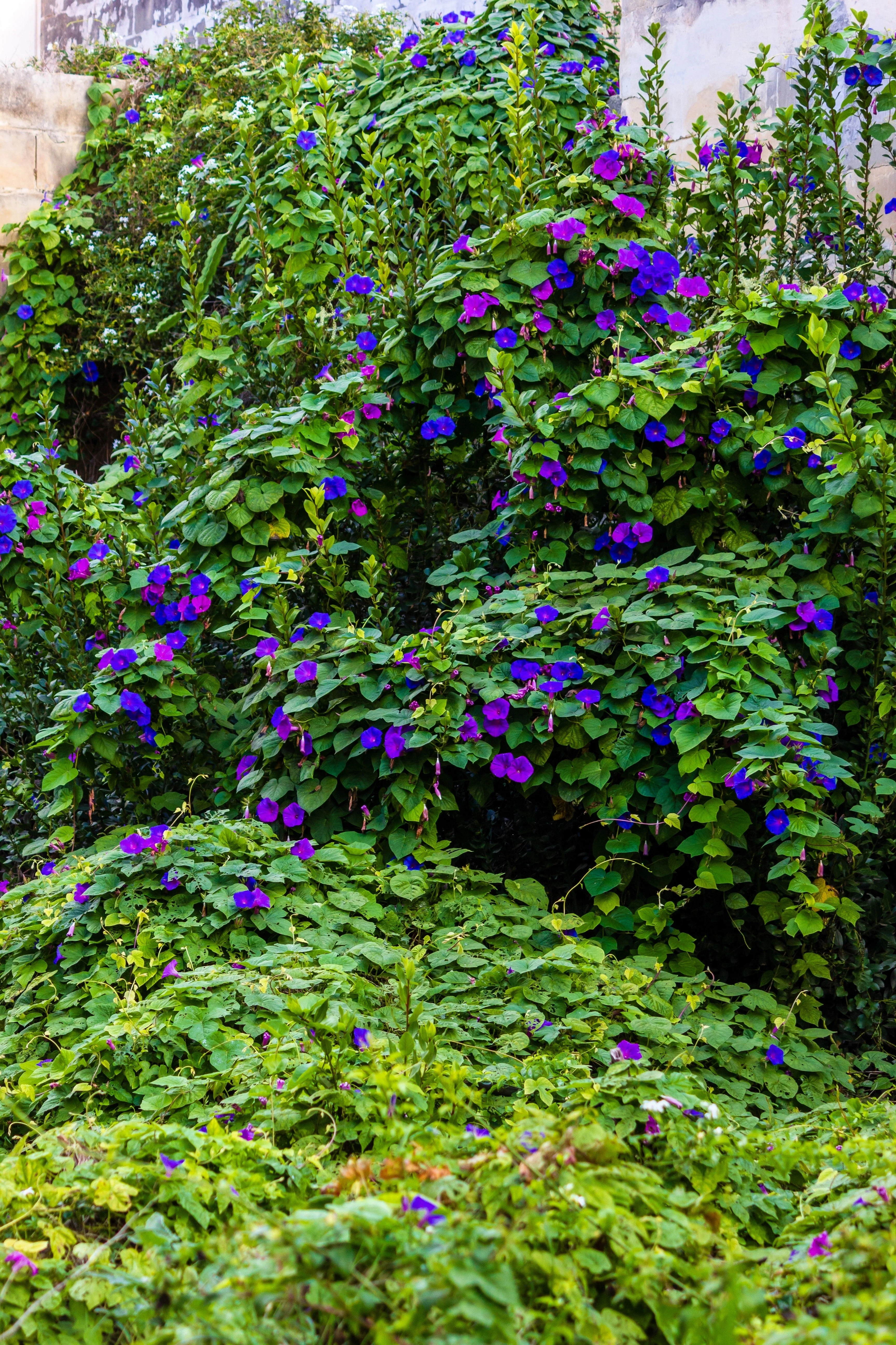 100 PURPLE MORNING GLORY Ipomoea Nil Flower Vine Seeds - Image 7