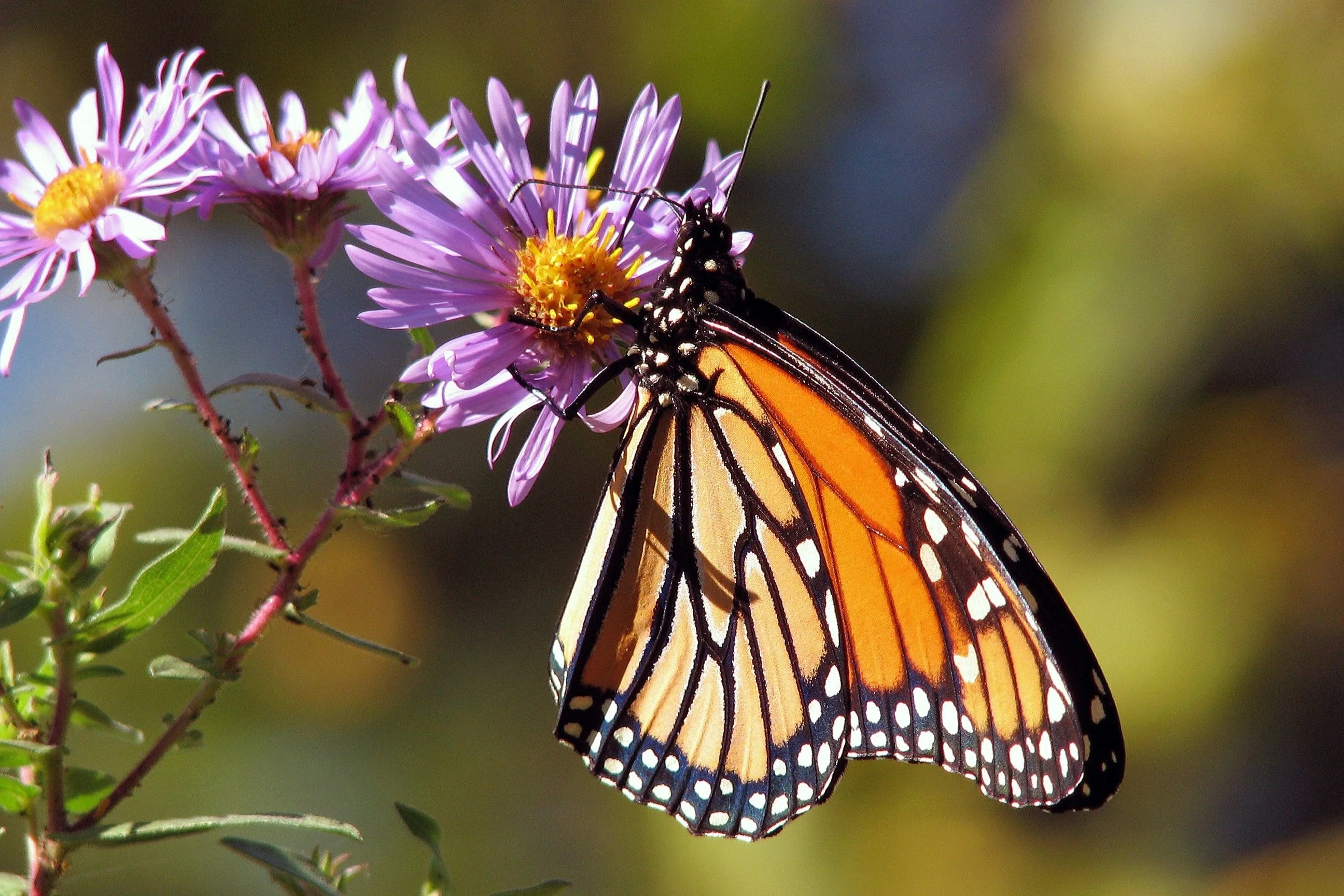 100 Purple NEW ENGLAND ASTER (Michaelmas Daisy) Aster Novae var Angliae Flower Seeds - Image 7