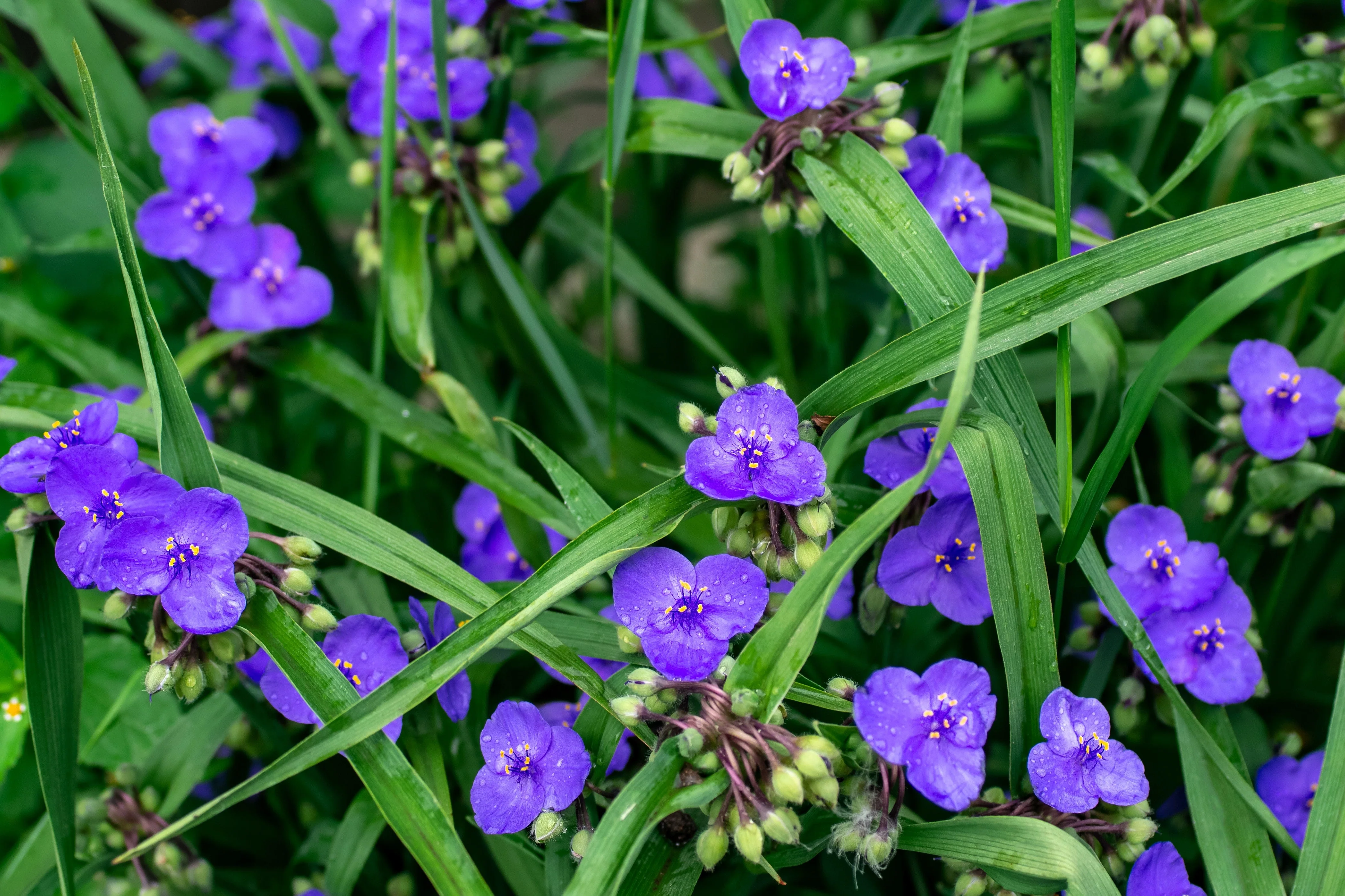 100 Purple OHIO SPIDERWORT (Widows Tears / Bluejacket) Tradescantia Ohiensis Flower Seeds - Image 2