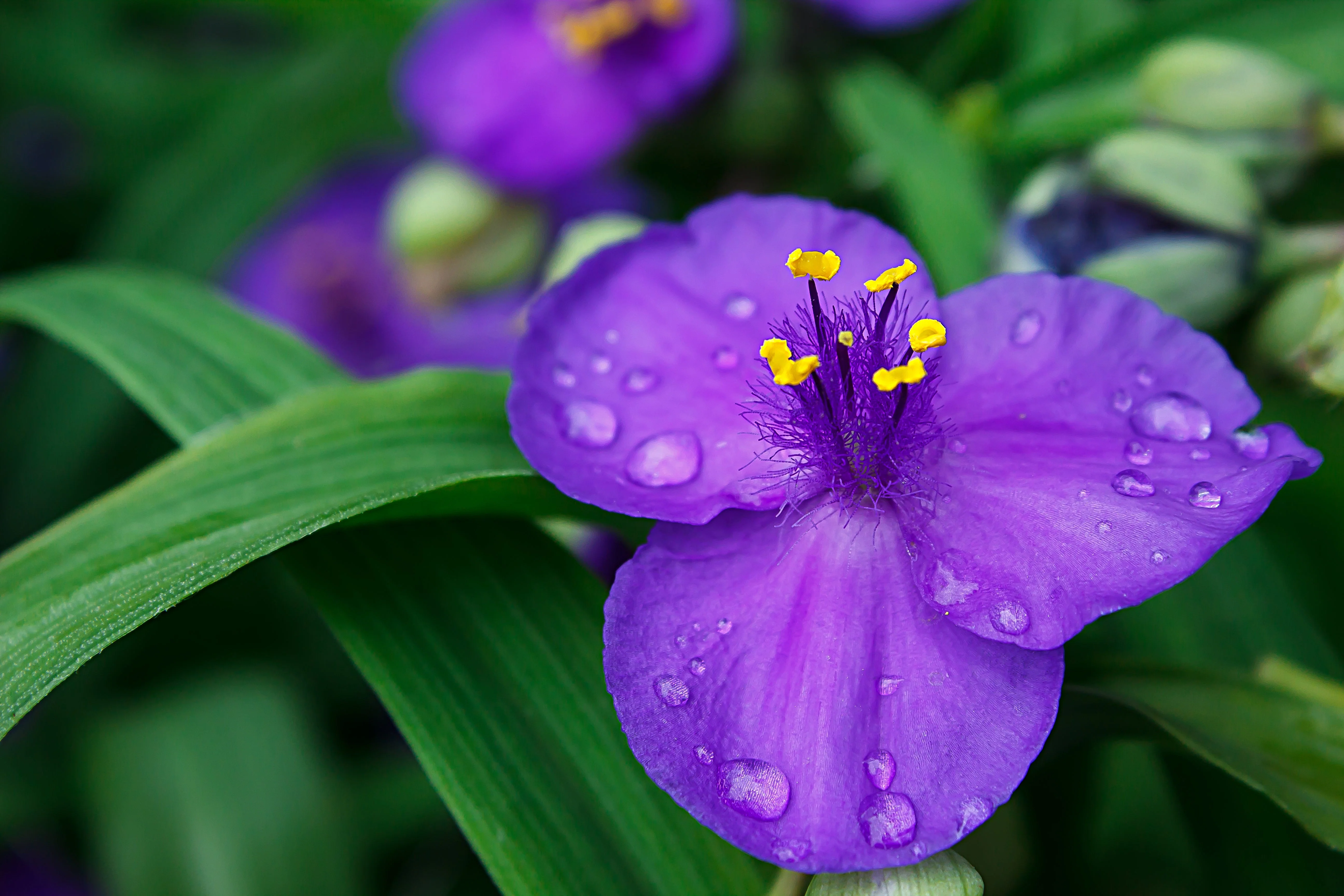 100 Purple OHIO SPIDERWORT (Widows Tears / Bluejacket) Tradescantia Ohiensis Flower Seeds - Image 6