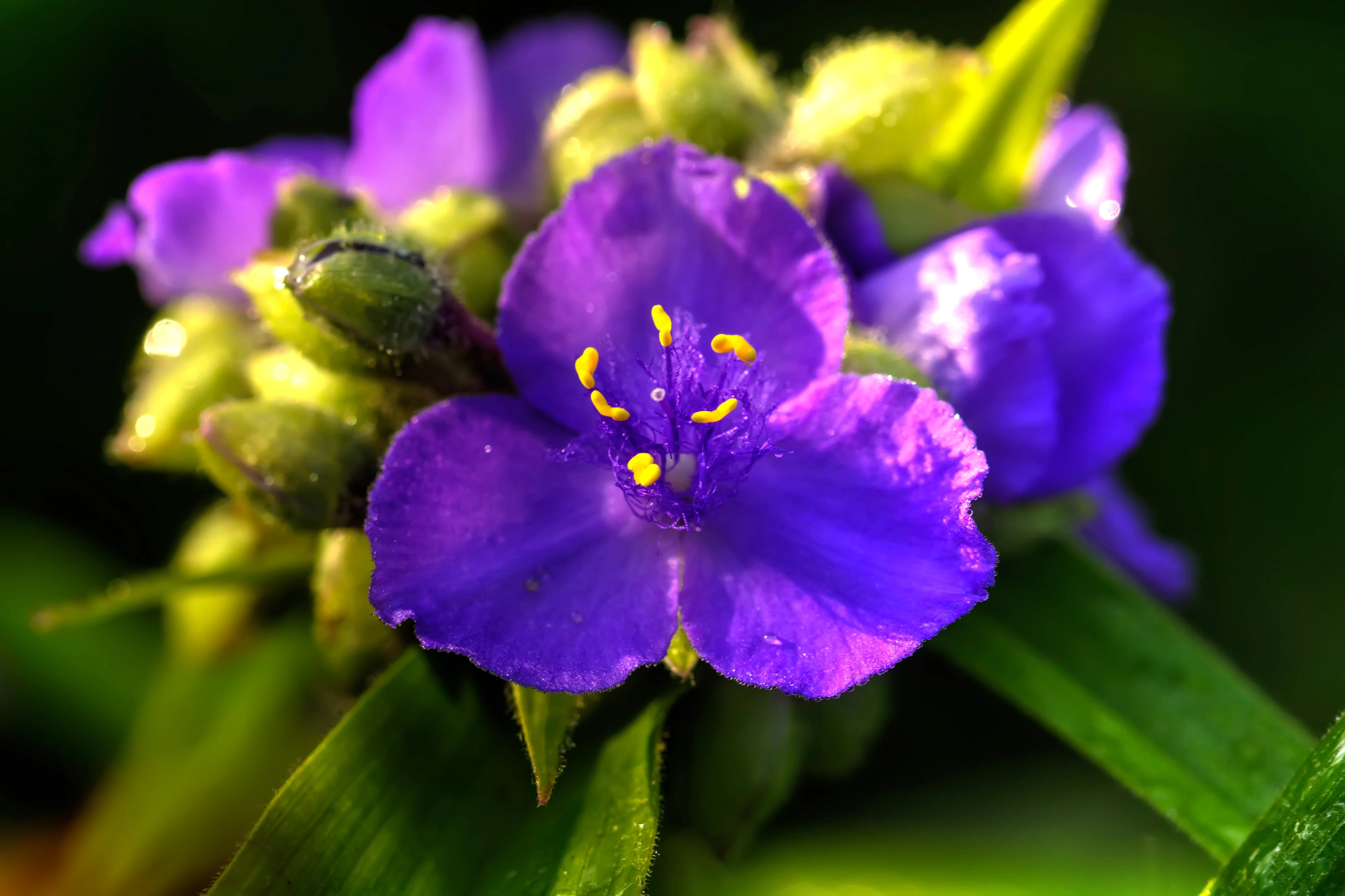 100 Purple OHIO SPIDERWORT (Widows Tears / Bluejacket) Tradescantia Ohiensis Flower Seeds - Image 8