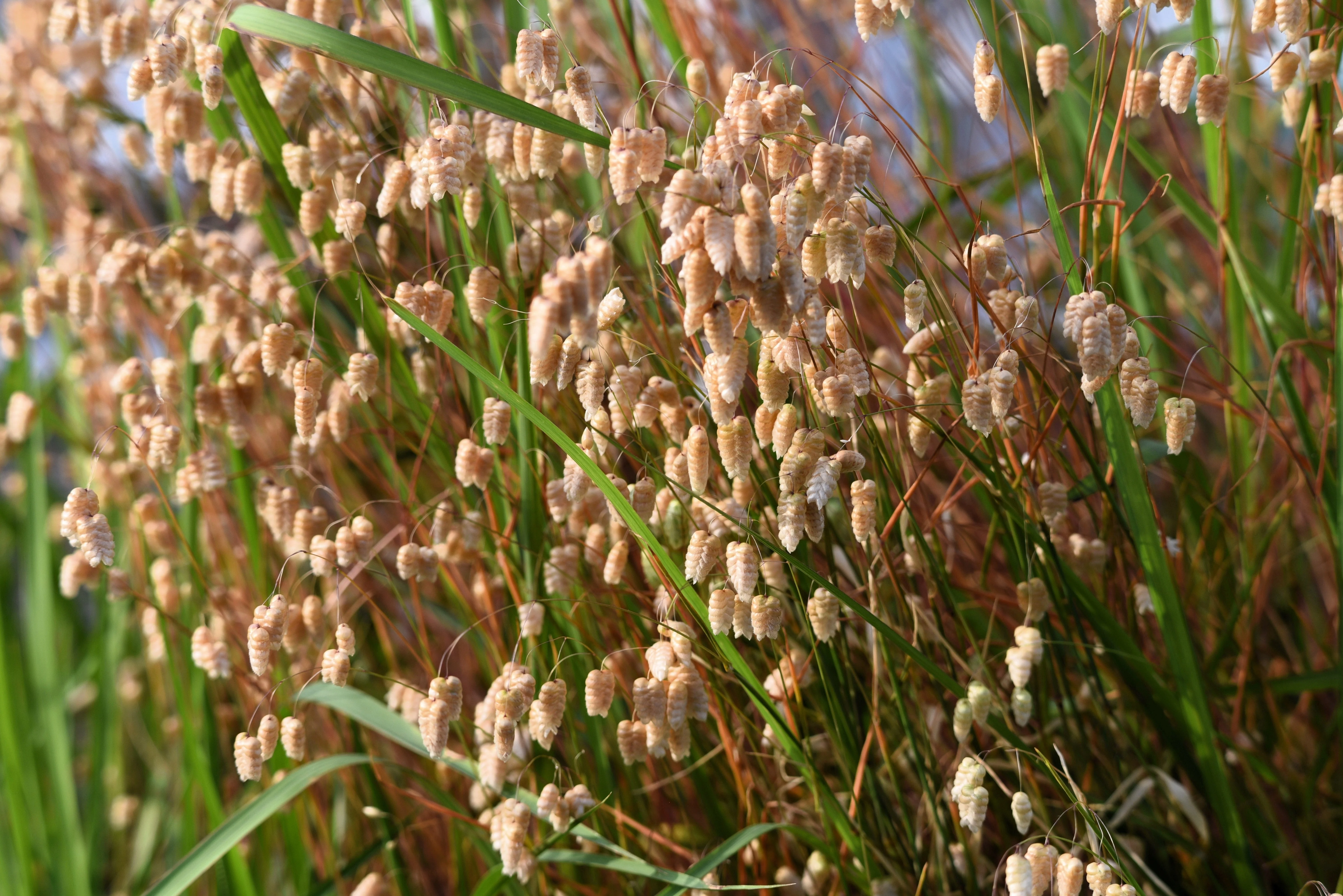 100 QUAKING GRASS (Rattlesnake Grass) Briza Maxima Seeds - Image 10