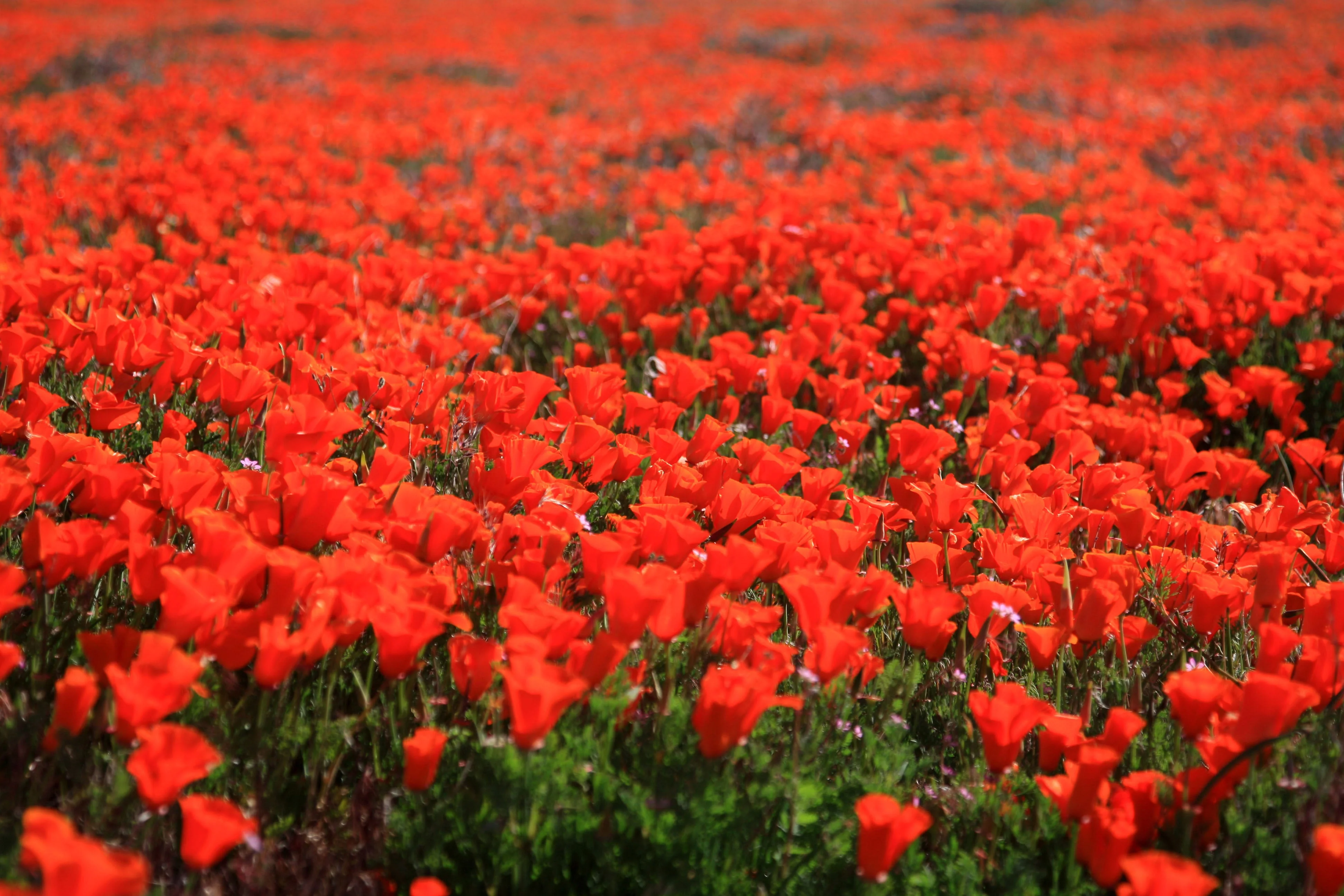 100 RED CALIFORNIA POPPY Eschscholzia Californica Native Flower Seeds - Image 2