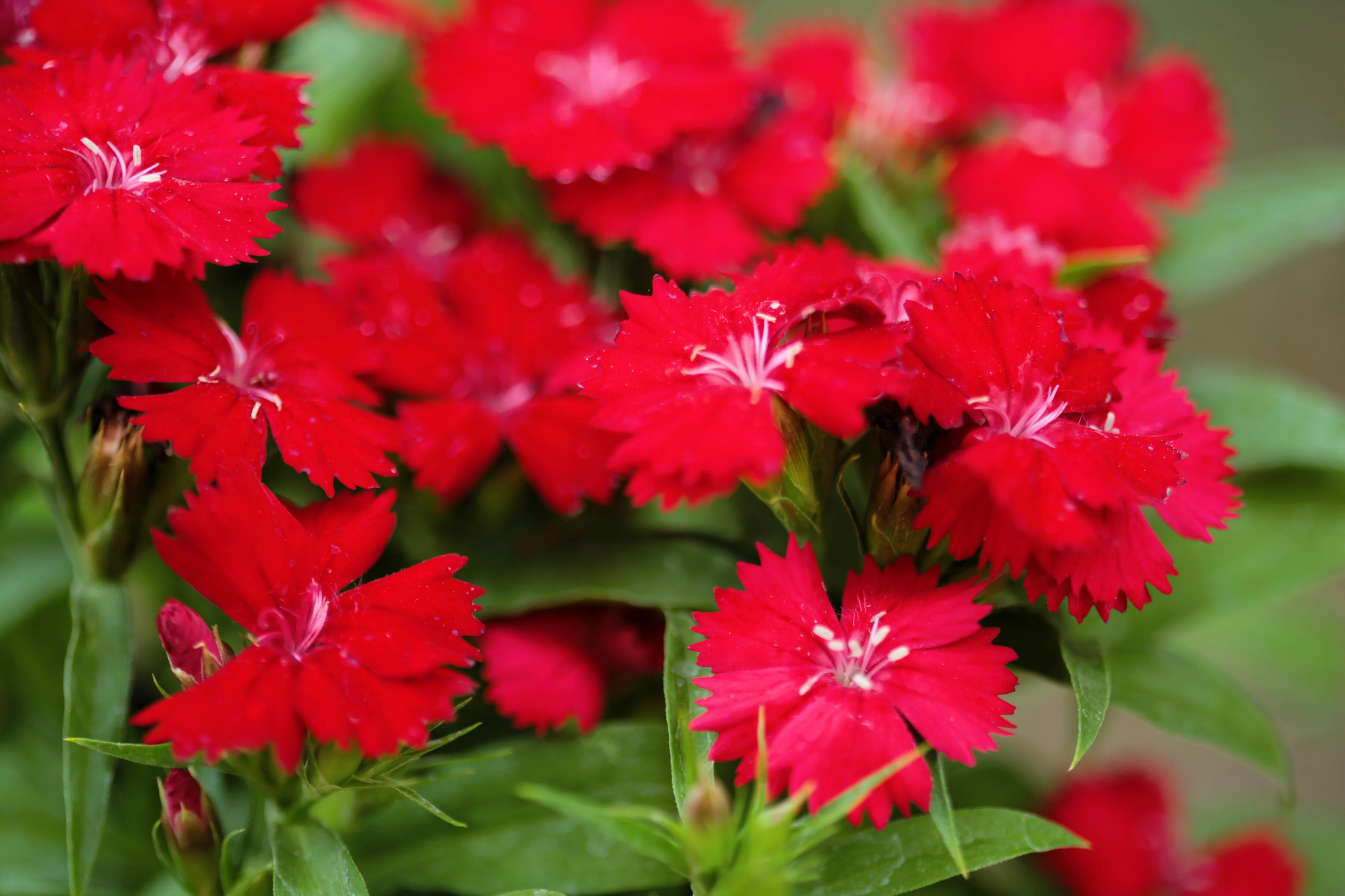 100 RED CARDINAL DIANTHUS Deltoides Flower Seeds - Image 5