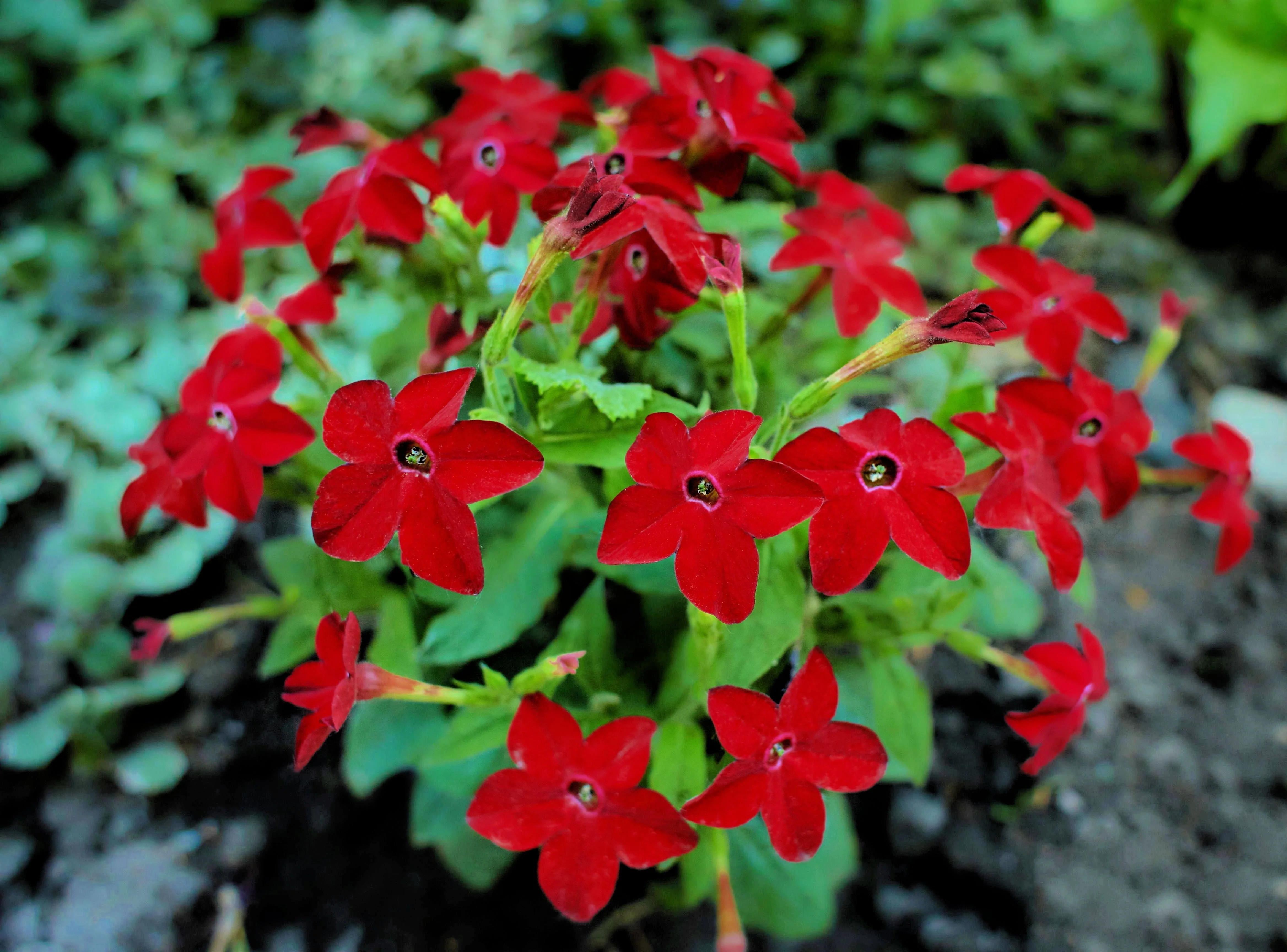 100 Red CRIMSON KING NICOTIANA (Ornamental Flowering Tobacco) Nicotiana Affinis Flower Seeds - Image 2