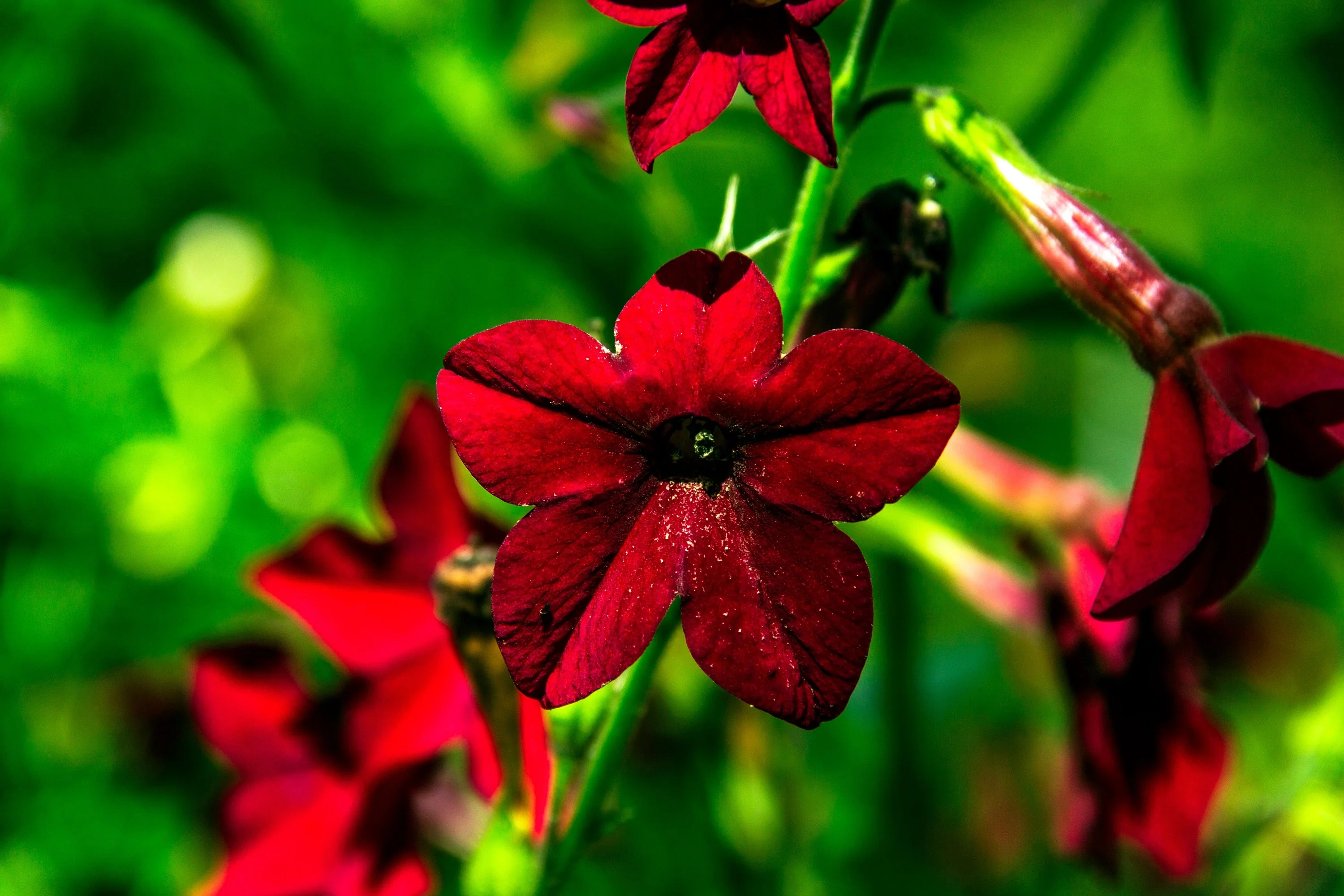 100 Red CRIMSON KING NICOTIANA (Ornamental Flowering Tobacco) Nicotiana Affinis Flower Seeds - Image 4
