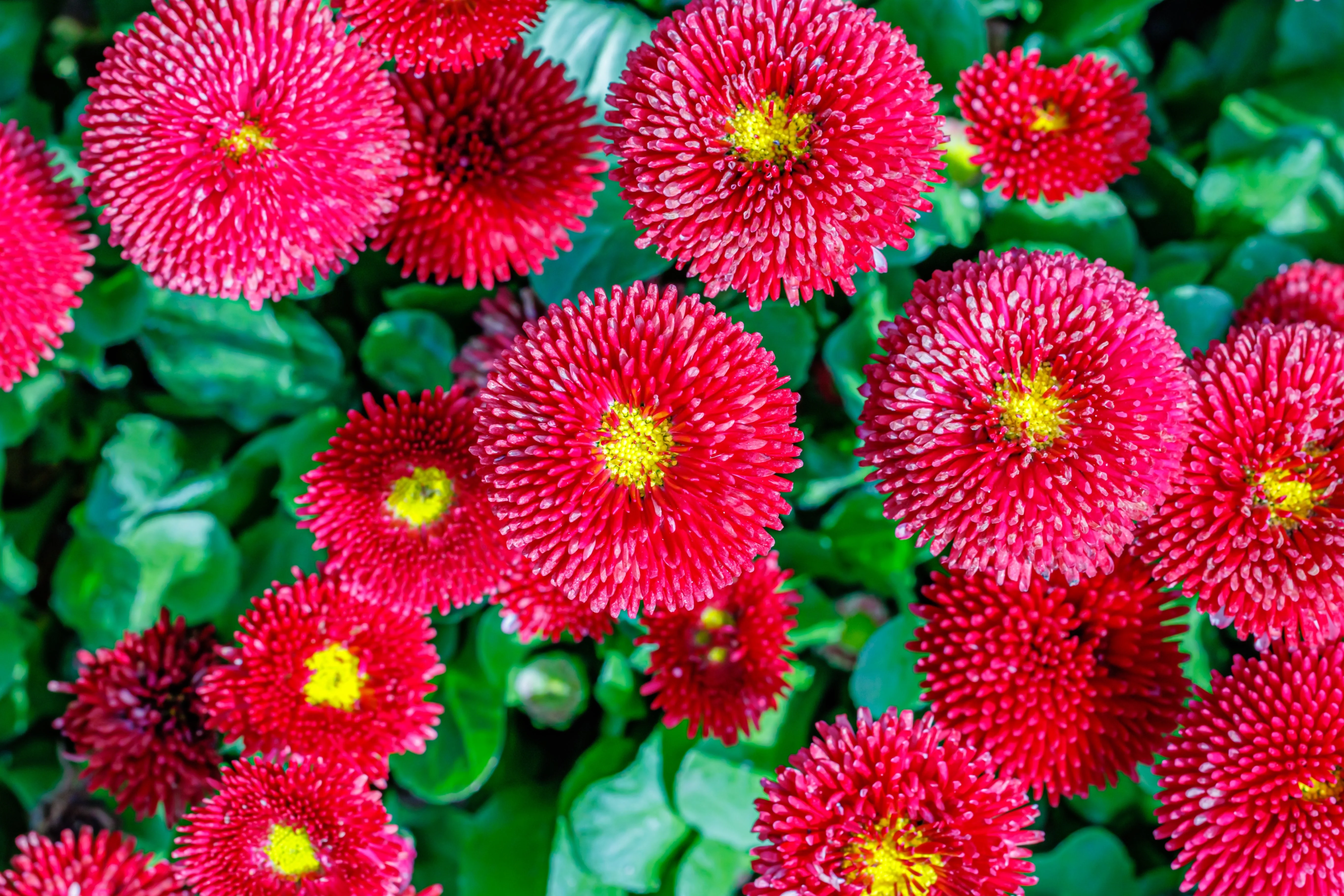 100 RED ENGLISH DAISY Bellis Perennis Double Flower Seeds - Image 3