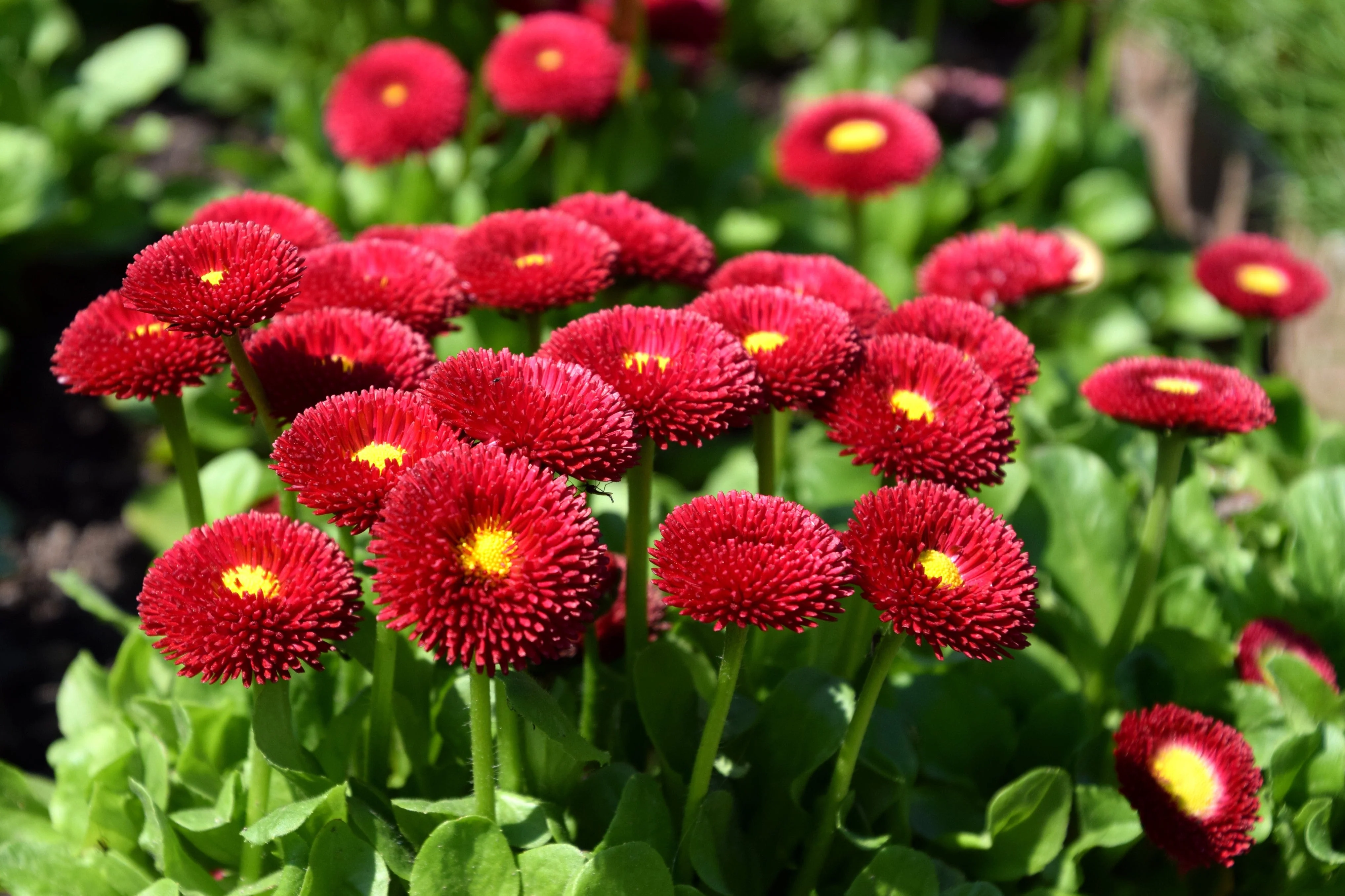 100 RED ENGLISH DAISY Bellis Perennis Double Flower Seeds - Image 4