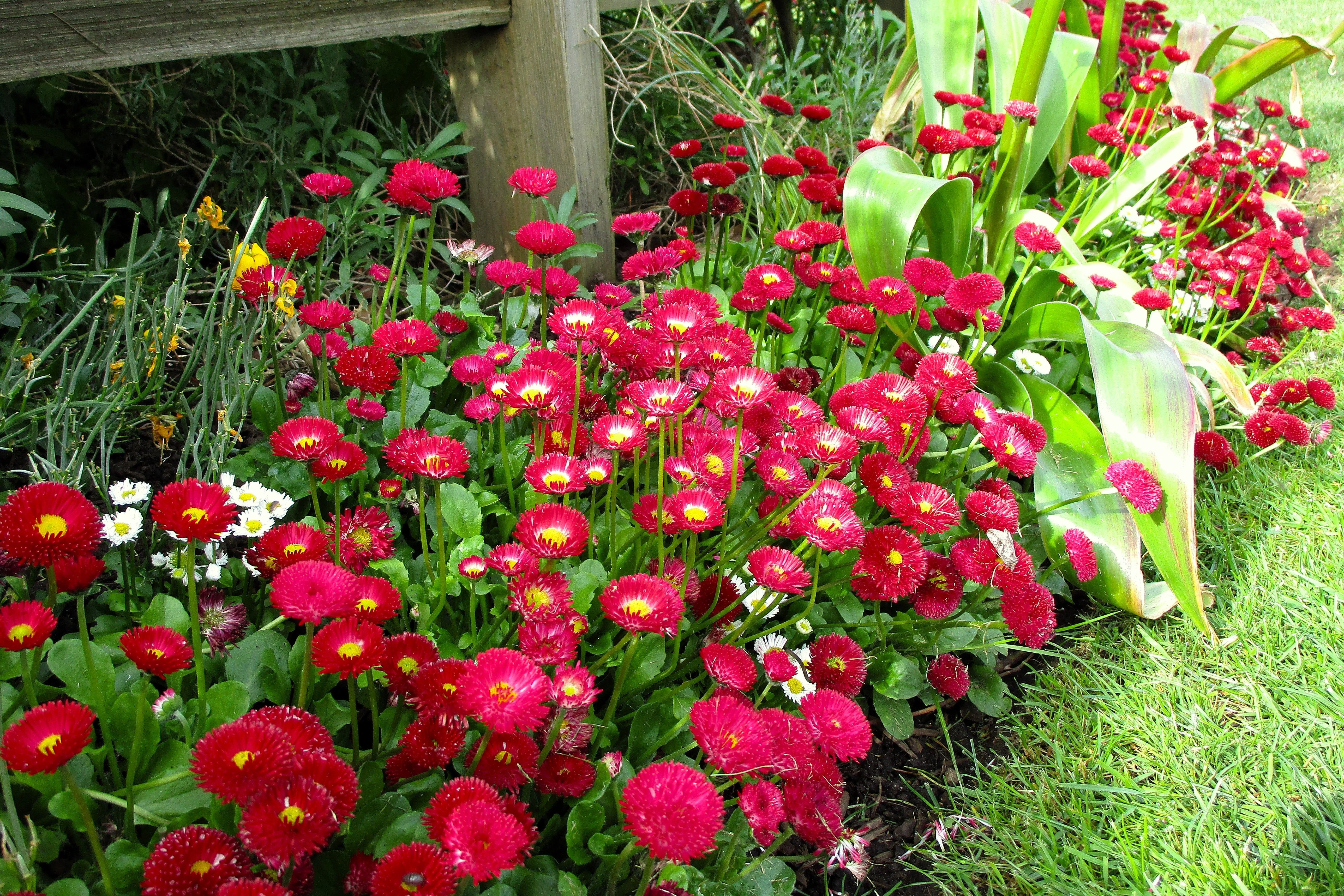 100 RED ENGLISH DAISY Bellis Perennis Double Flower Seeds - Image 5
