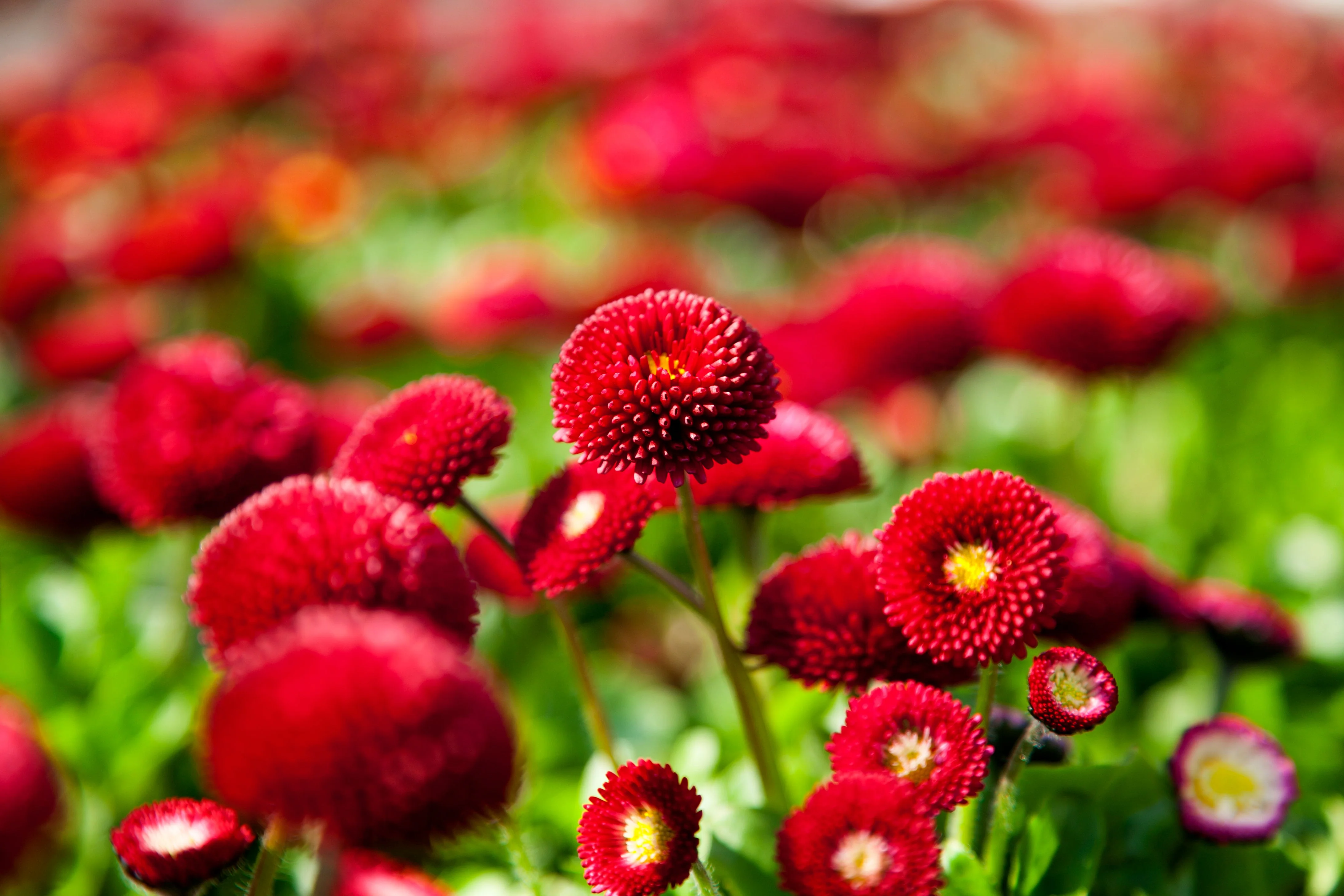 100 RED ENGLISH DAISY Bellis Perennis Double Flower Seeds - Image 6