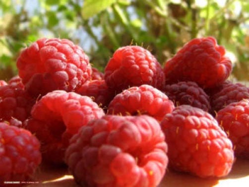 100 RED RASPBERRY Rubus Idaeus Fruit Bush Vine Seeds - Image 5
