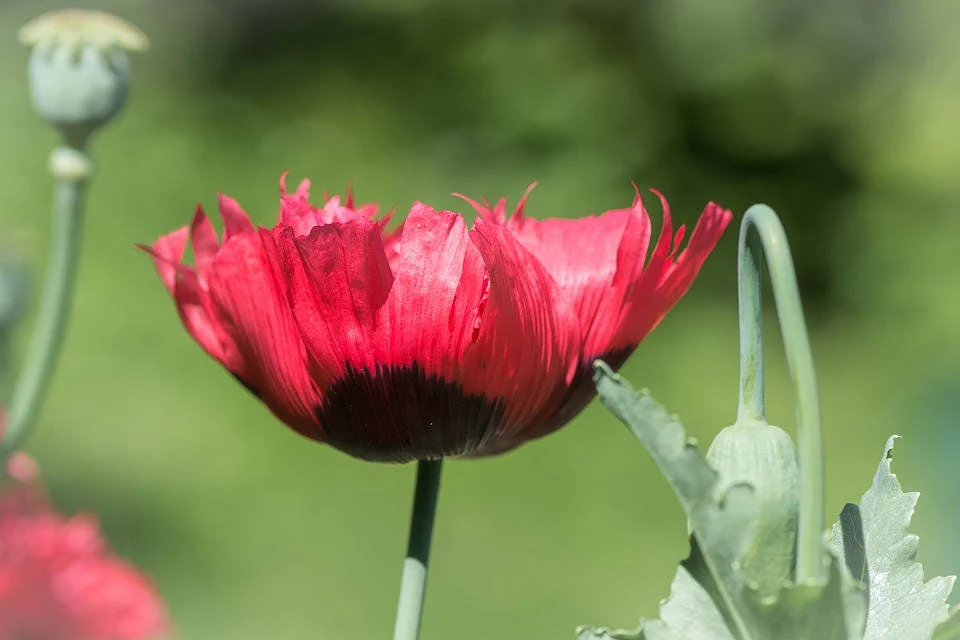 100 RED TULIP POPPY Papaver Glaucum Flower Seeds - Image 4