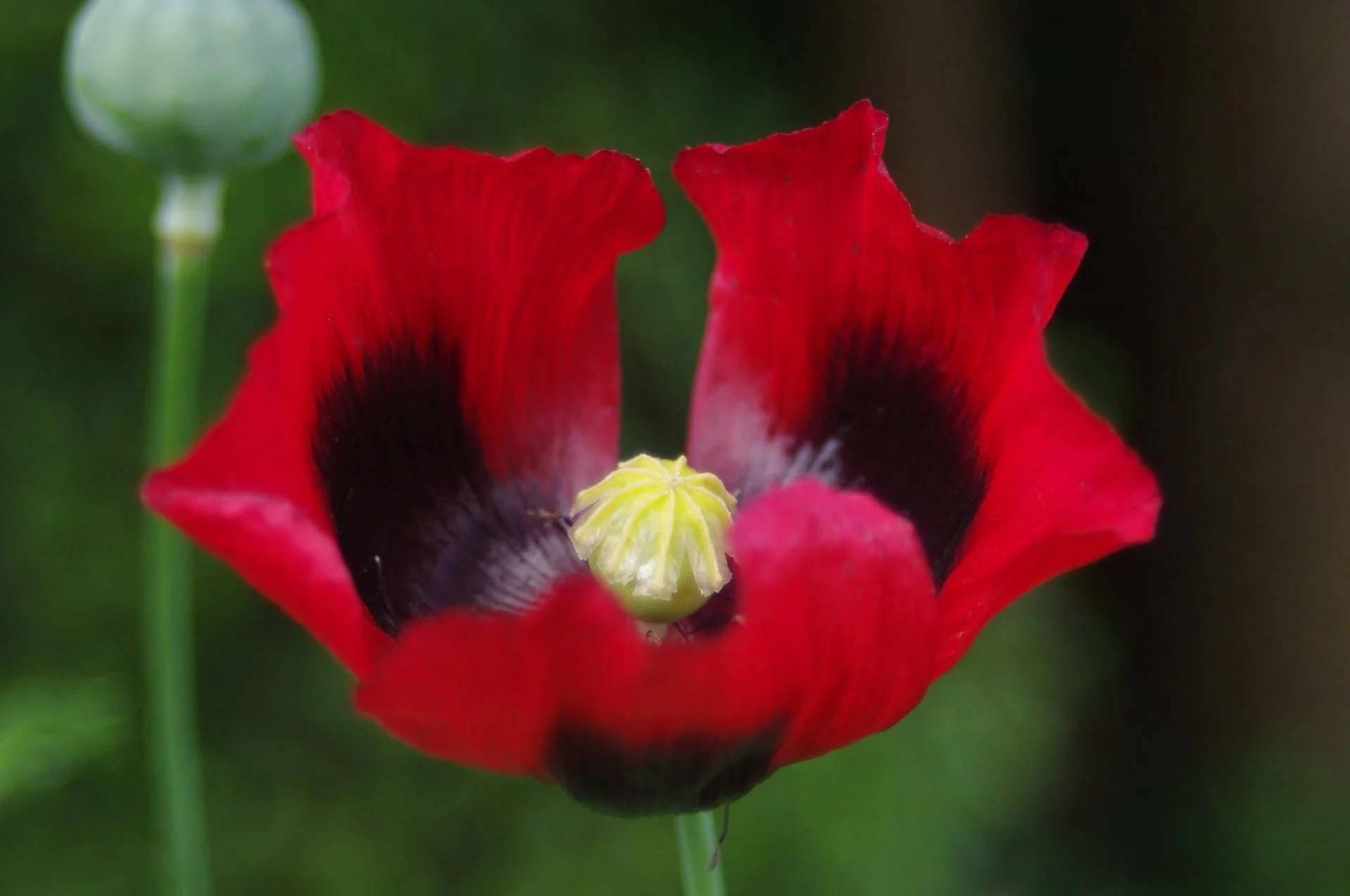 100 RED TULIP POPPY Papaver Glaucum Flower Seeds - Image 5