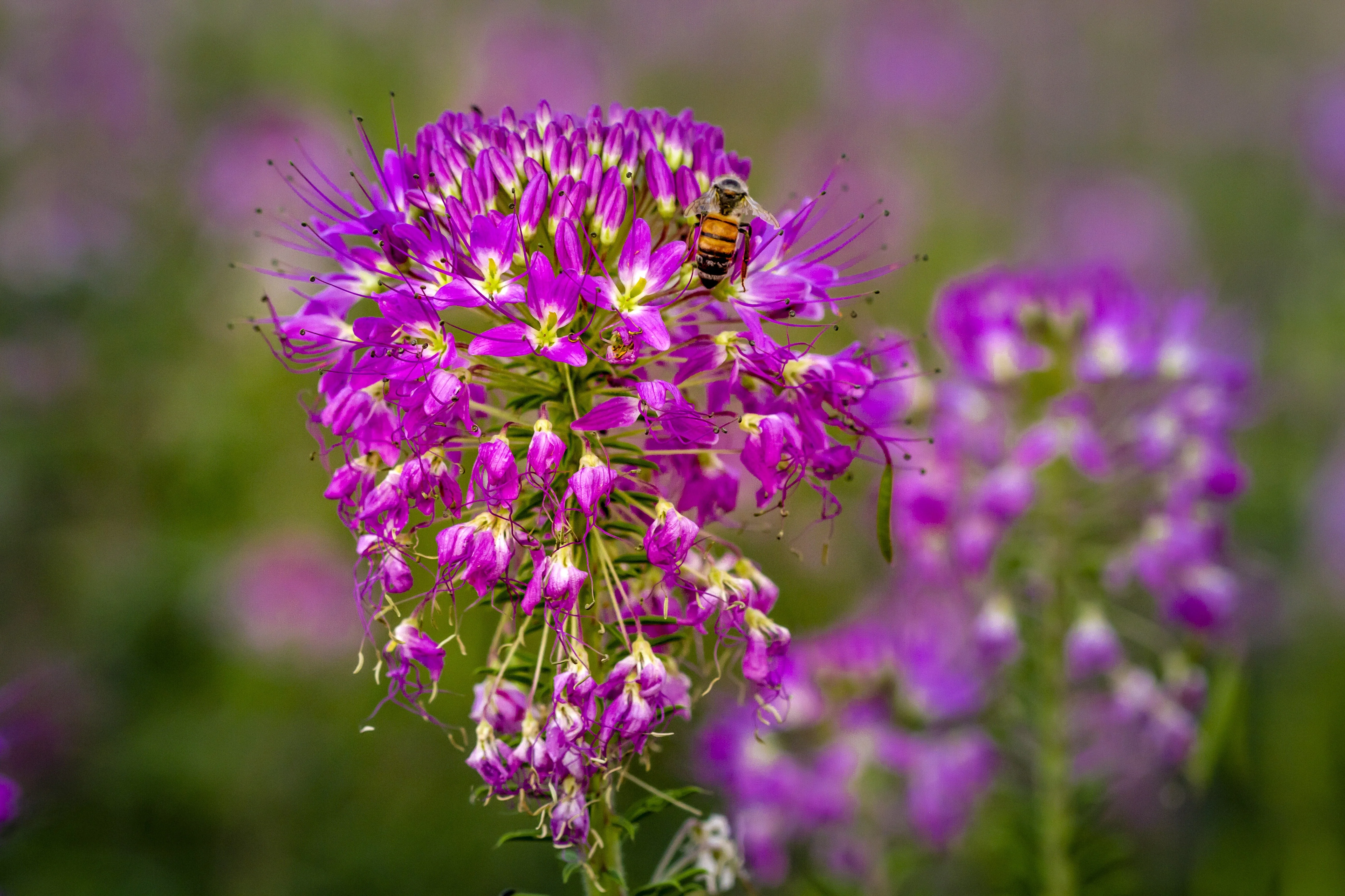100 Rocky Mountain BEE PLANT Cleome Serrulata Flower Seeds - Image 8