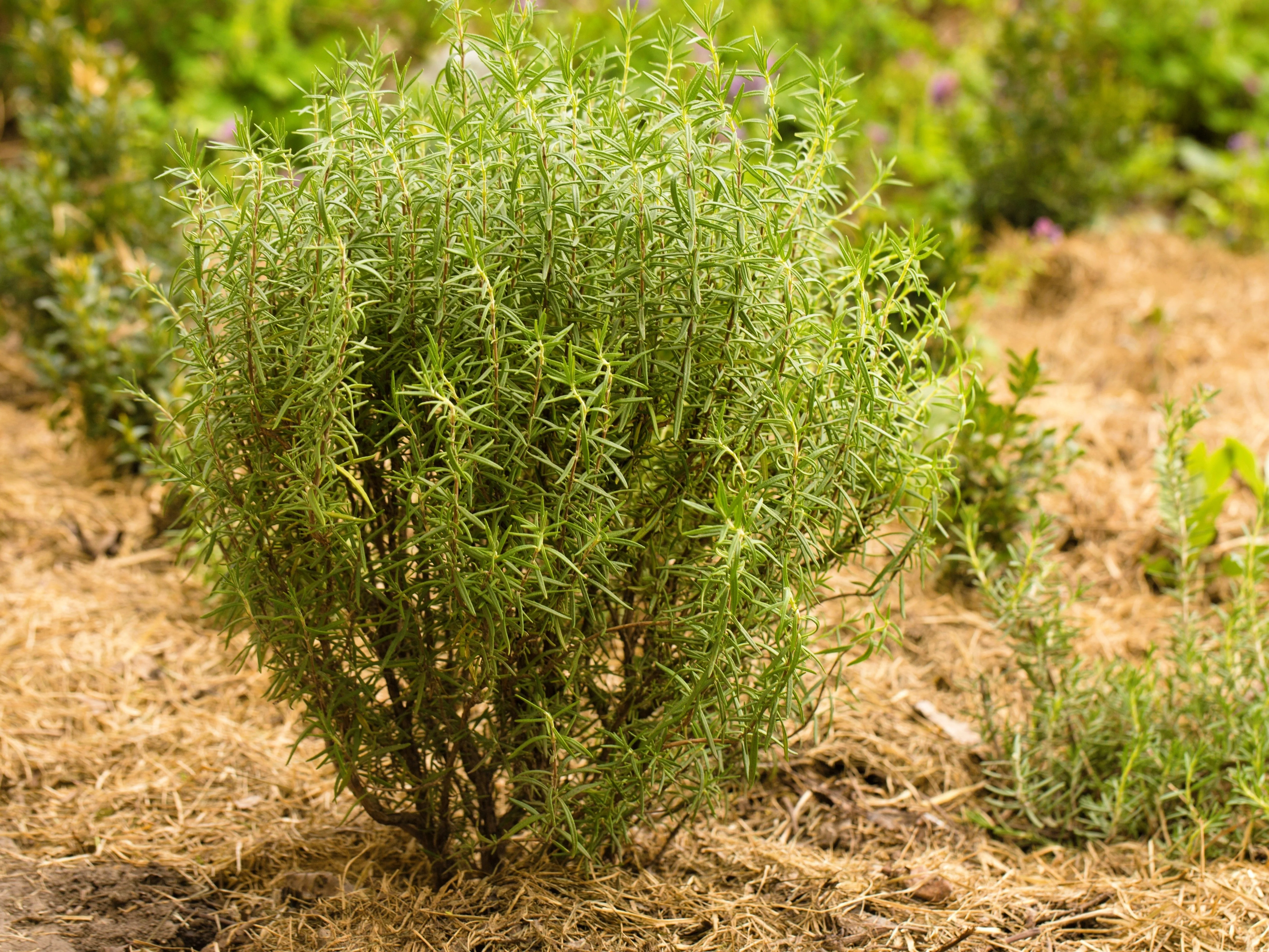 100 ROSEMARY Rosmarinus Officinalis Herb Flower Seeds - Image 5