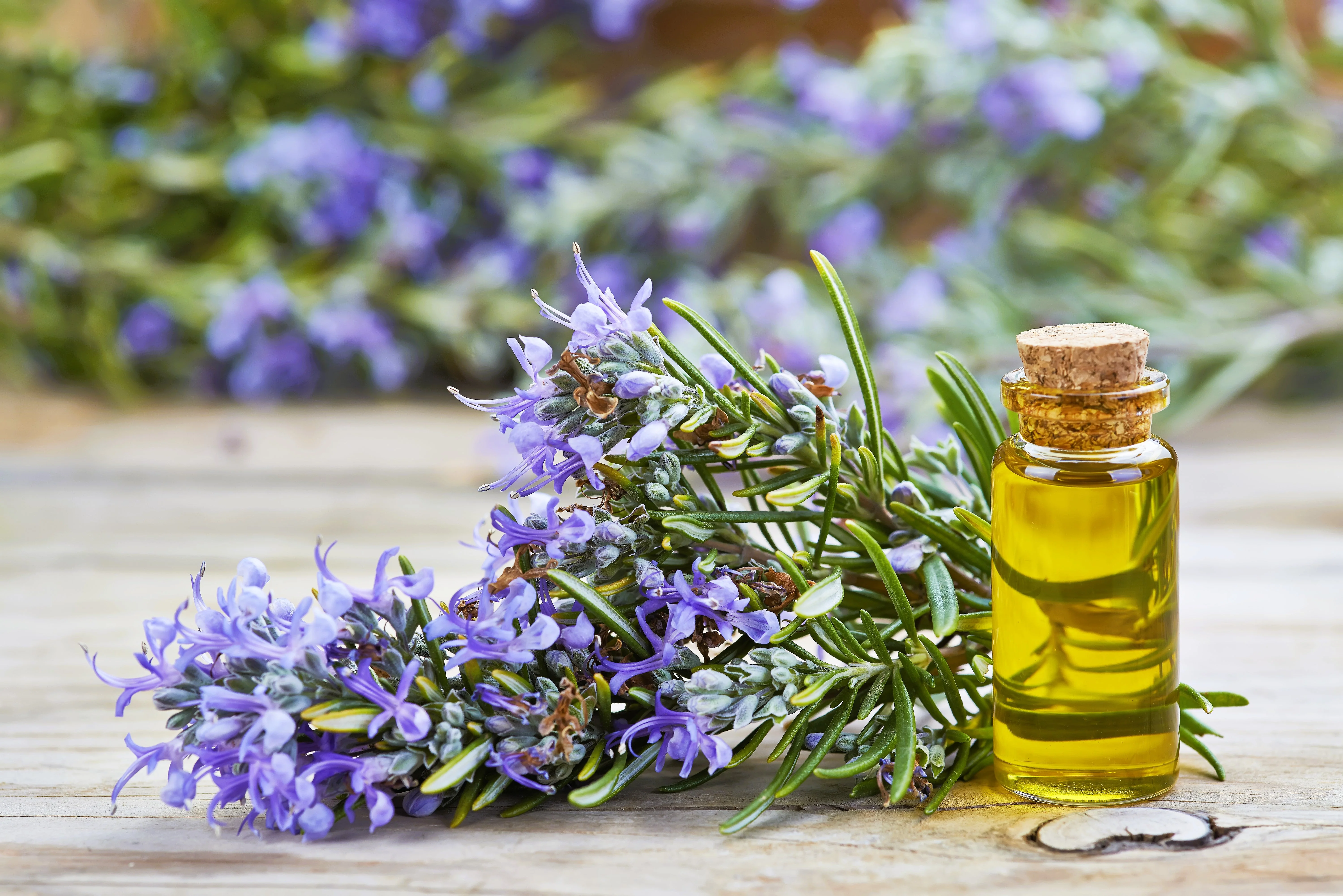 100 ROSEMARY Rosmarinus Officinalis Herb Flower Seeds - Image 8