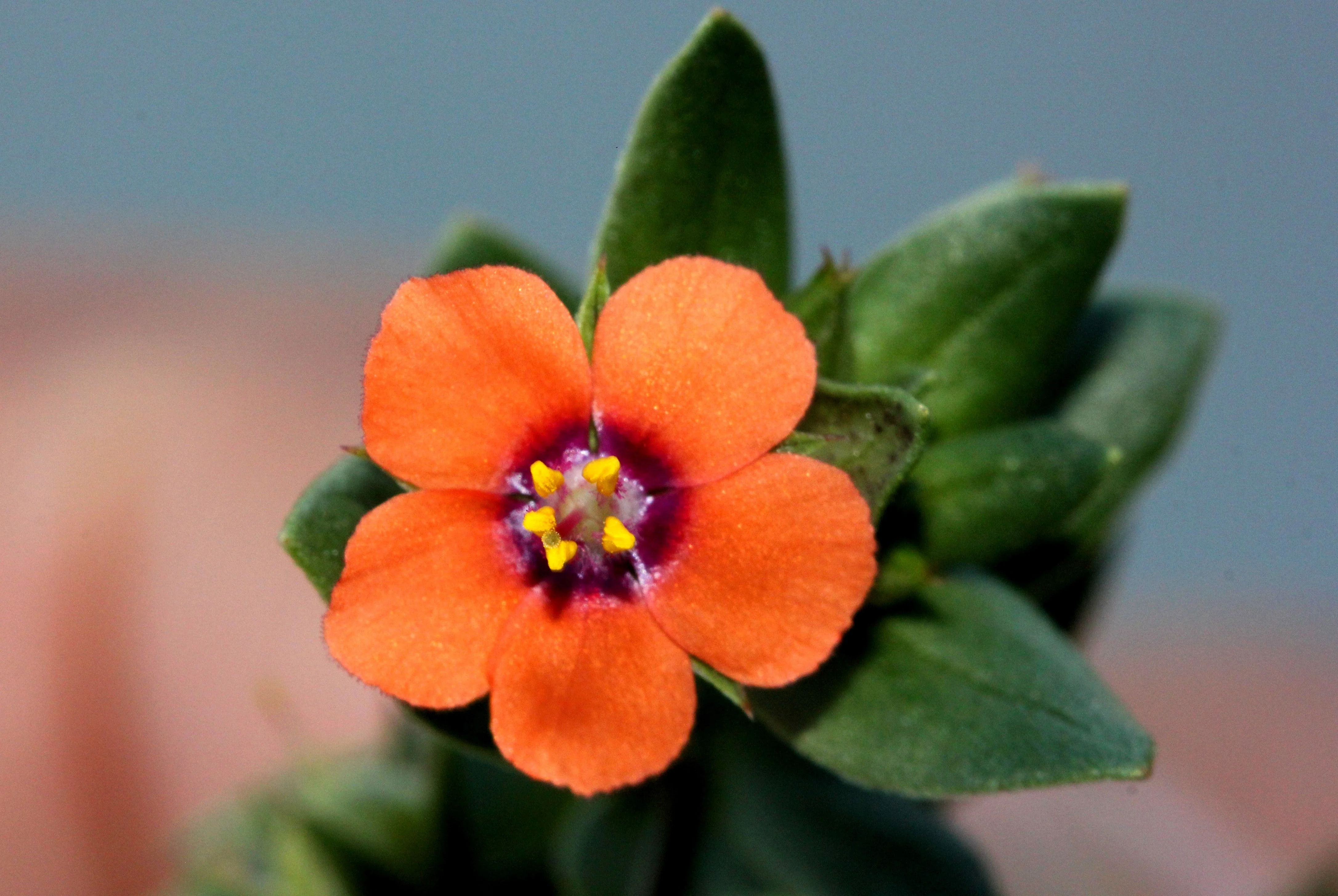 100 SCARLET PIMPERNEL (Adders Eyes) Anagallis Arvensis Flower Seeds - Image 2