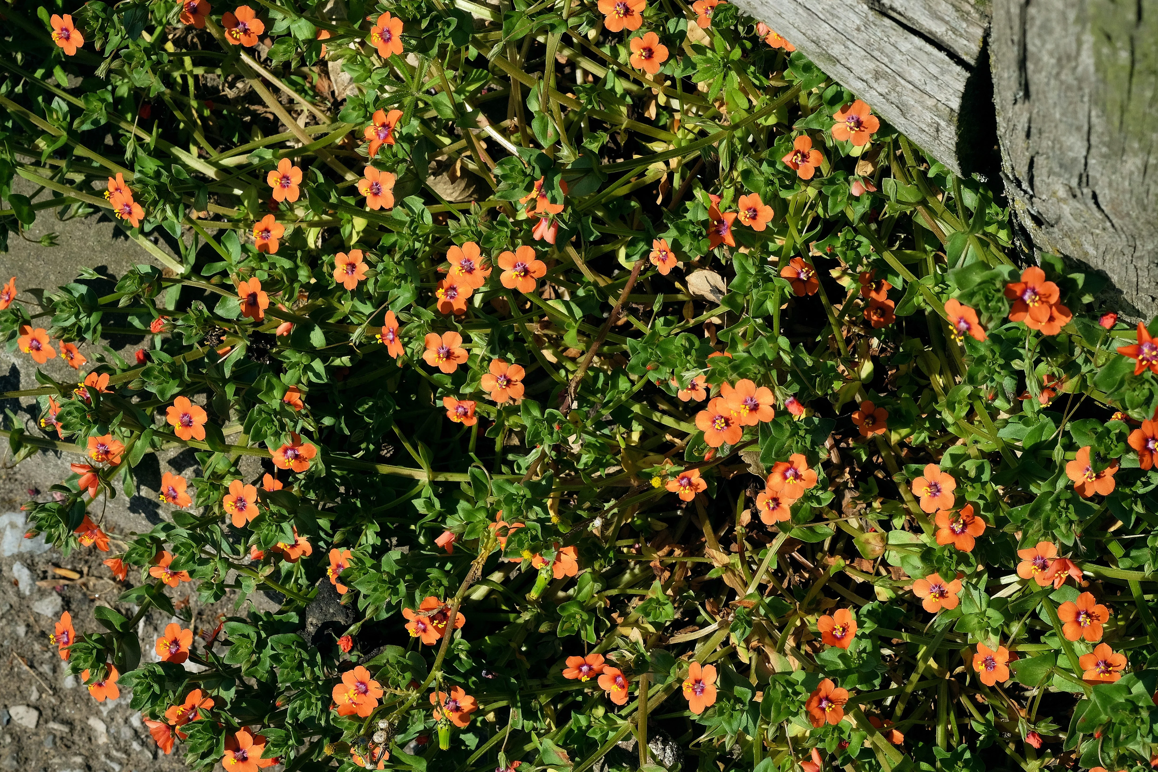 100 SCARLET PIMPERNEL (Adders Eyes) Anagallis Arvensis Flower Seeds - Image 5