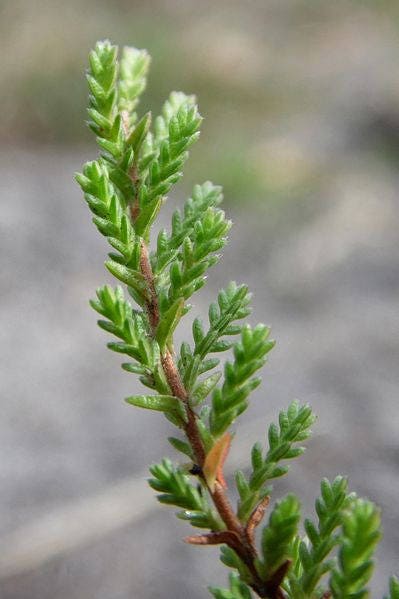 100 Scotch TRUE HEATHER Shrub Scot's Purple Pink Flower Calluna Vulgaris Seeds - Image 6