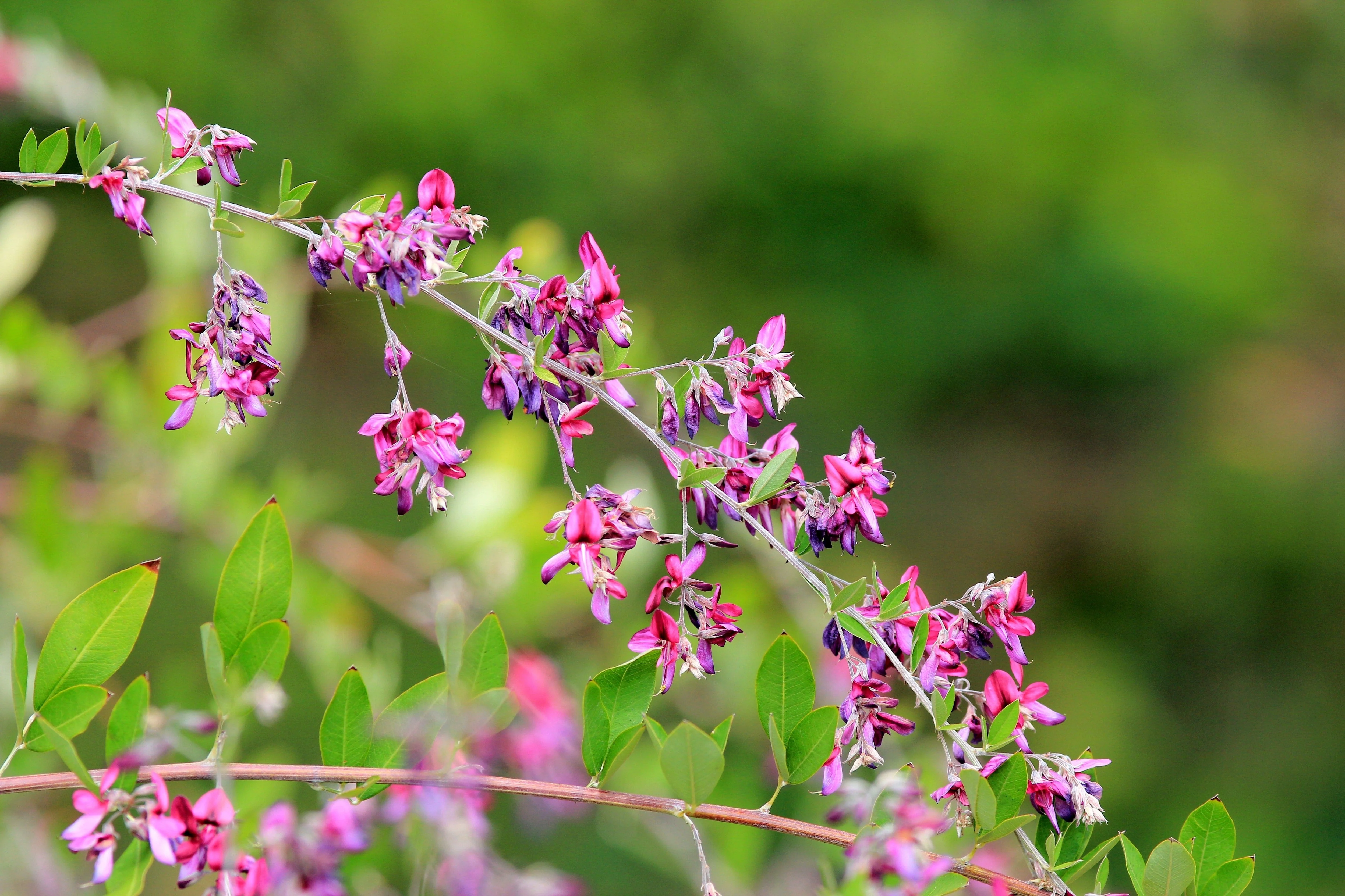 100 SLENDER BUSH CLOVER Lespedeza Virginica Bushclover Native Shrub Pink Purple Flower Legume Seeds - Image 4
