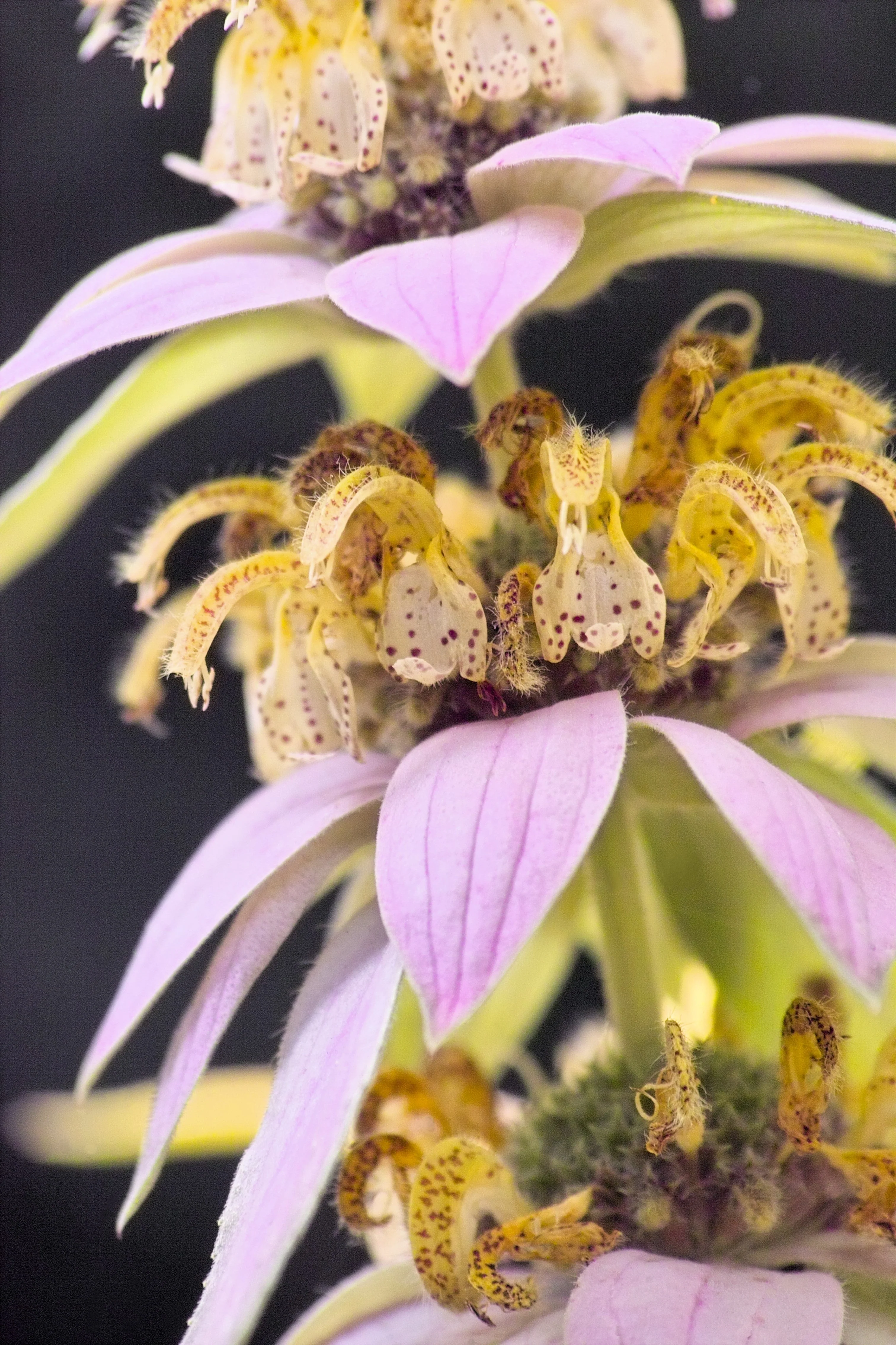 100 SPOTTED BEE BALM Monarda Punctata Flower Herb Horesemint Dotted Mint Seeds - Image 2