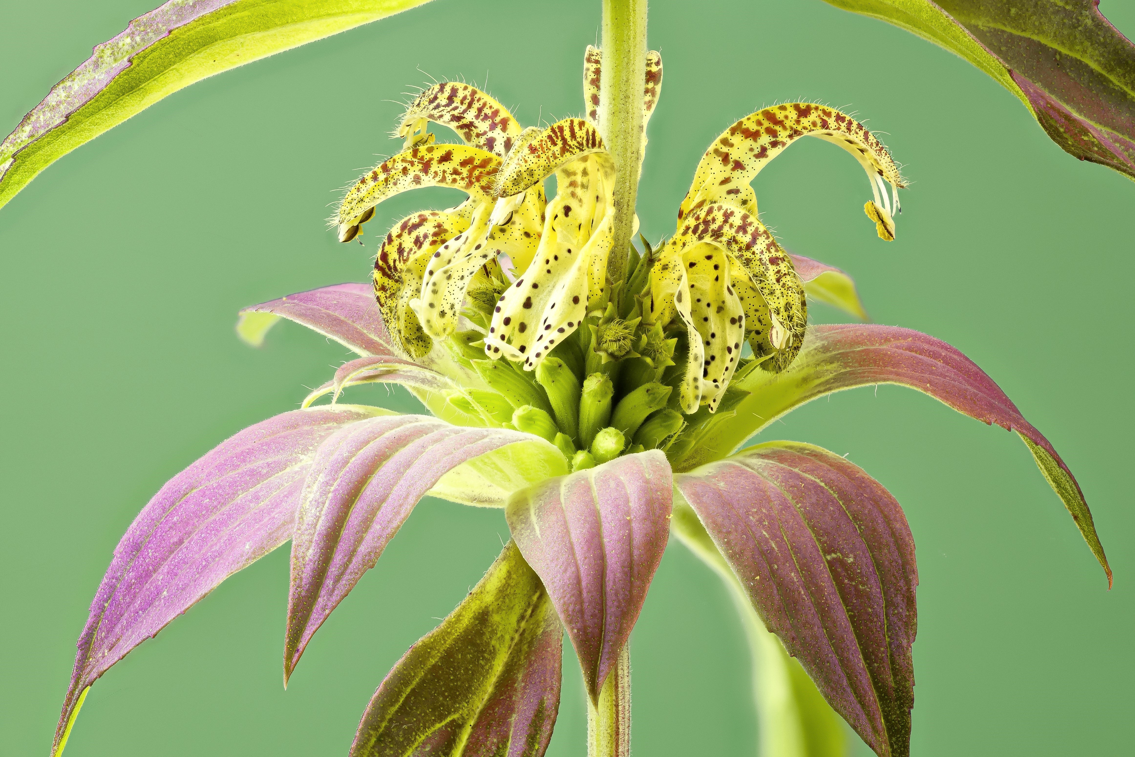 100 SPOTTED BEE BALM Monarda Punctata Flower Herb Horesemint Dotted Mint Seeds - Image 6