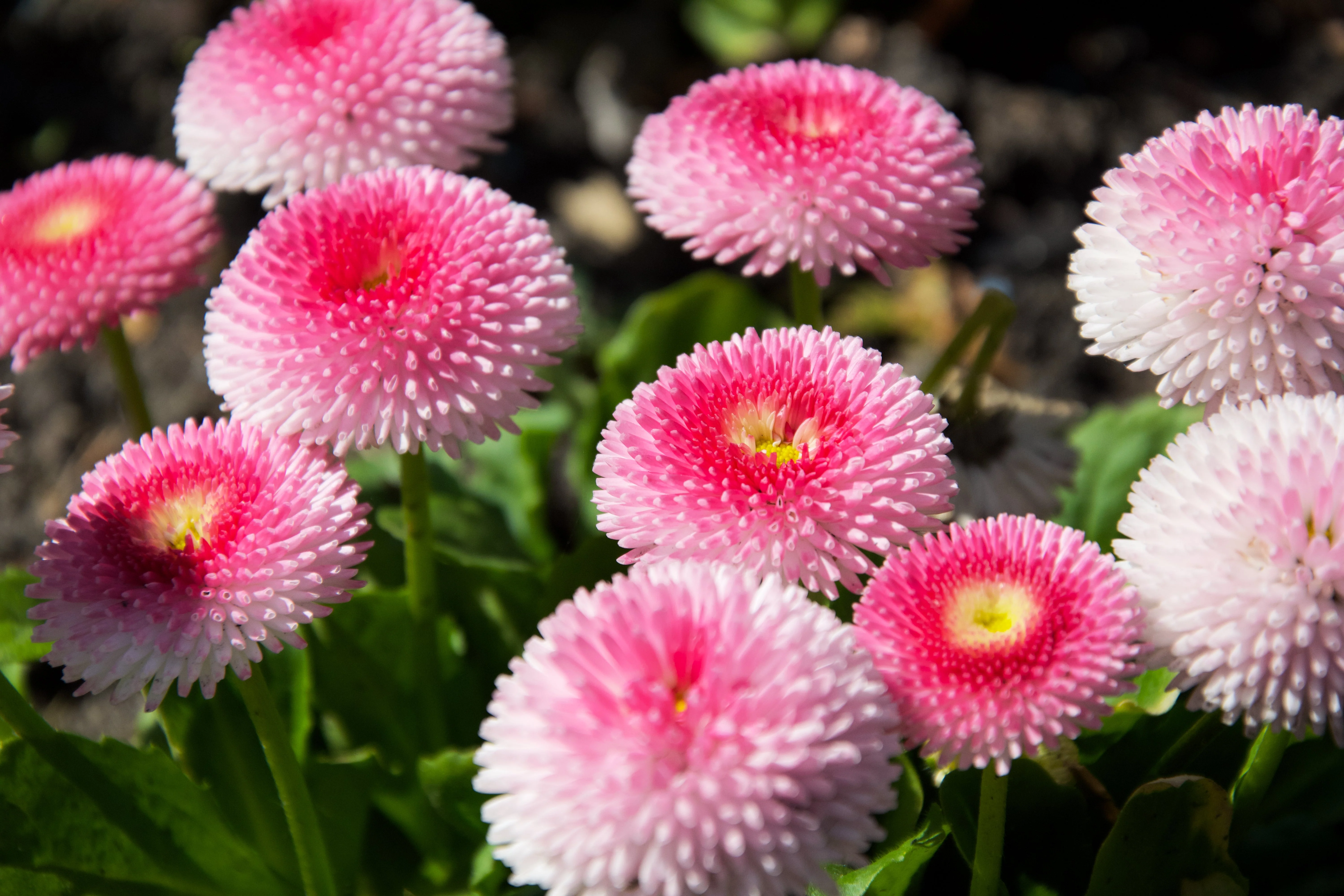 100 Strawberries & Cream ENGLISH DAISY Bellis Perennis Flower Seeds - Image 9