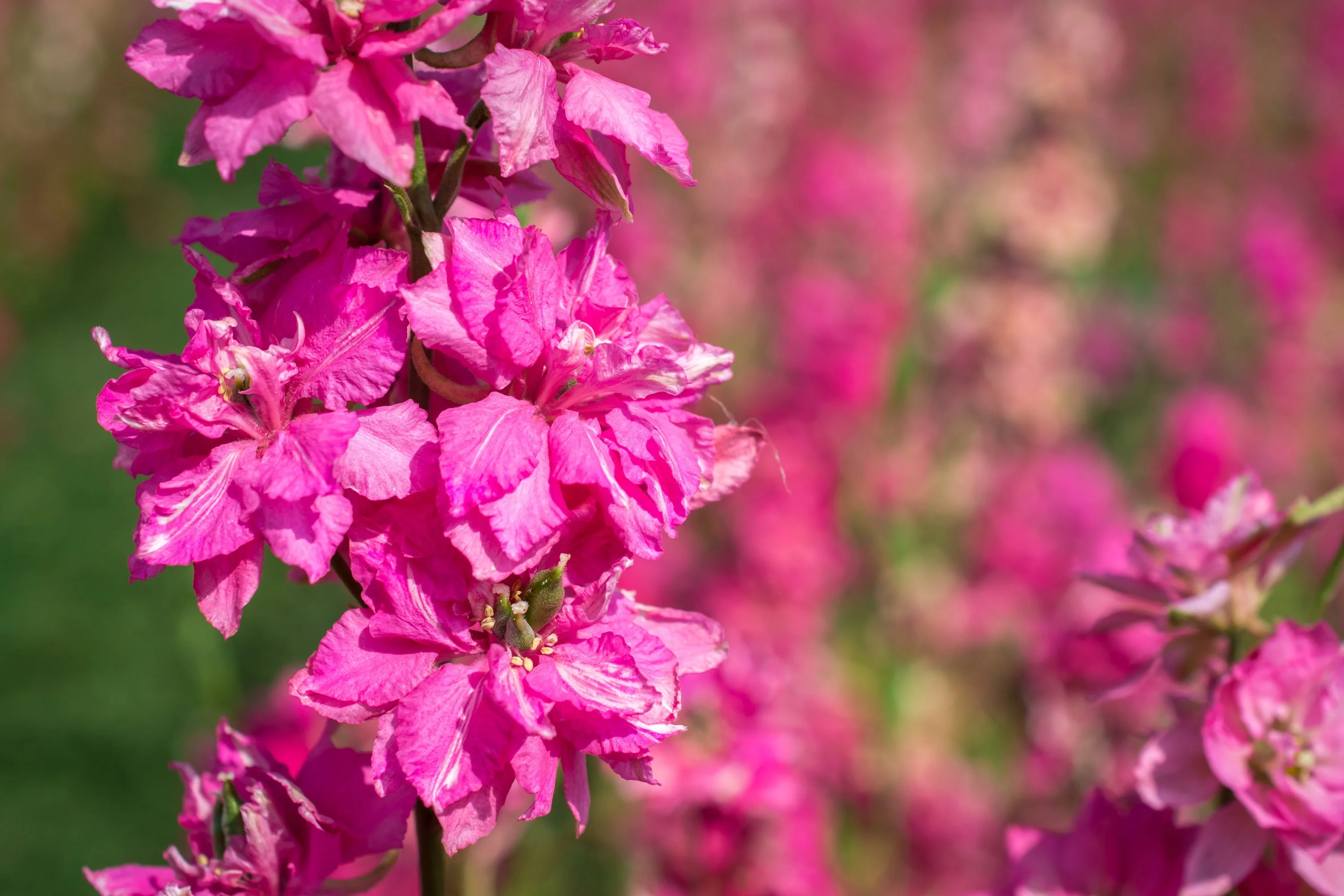 100 SUBLIME PINK LARKSPUR Consolida Ambigua Ajacis Delphinium Bright Pink Flower Seeds - Image 2