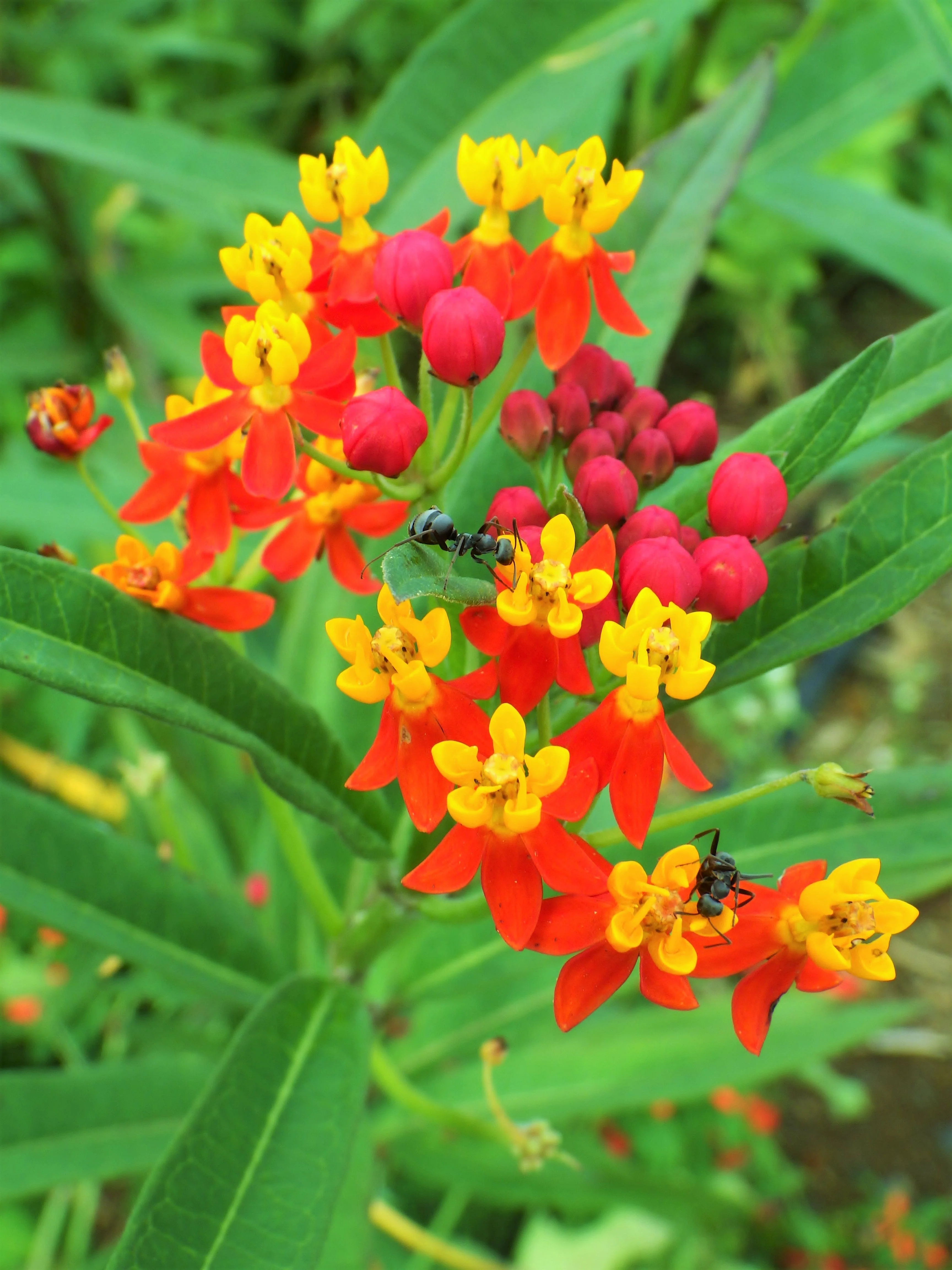 100 SUNSET MILKWEED Asclepias Curassavica Scarlet Blood Flower Red Orange Butterfly Weed Seeds - Image 4