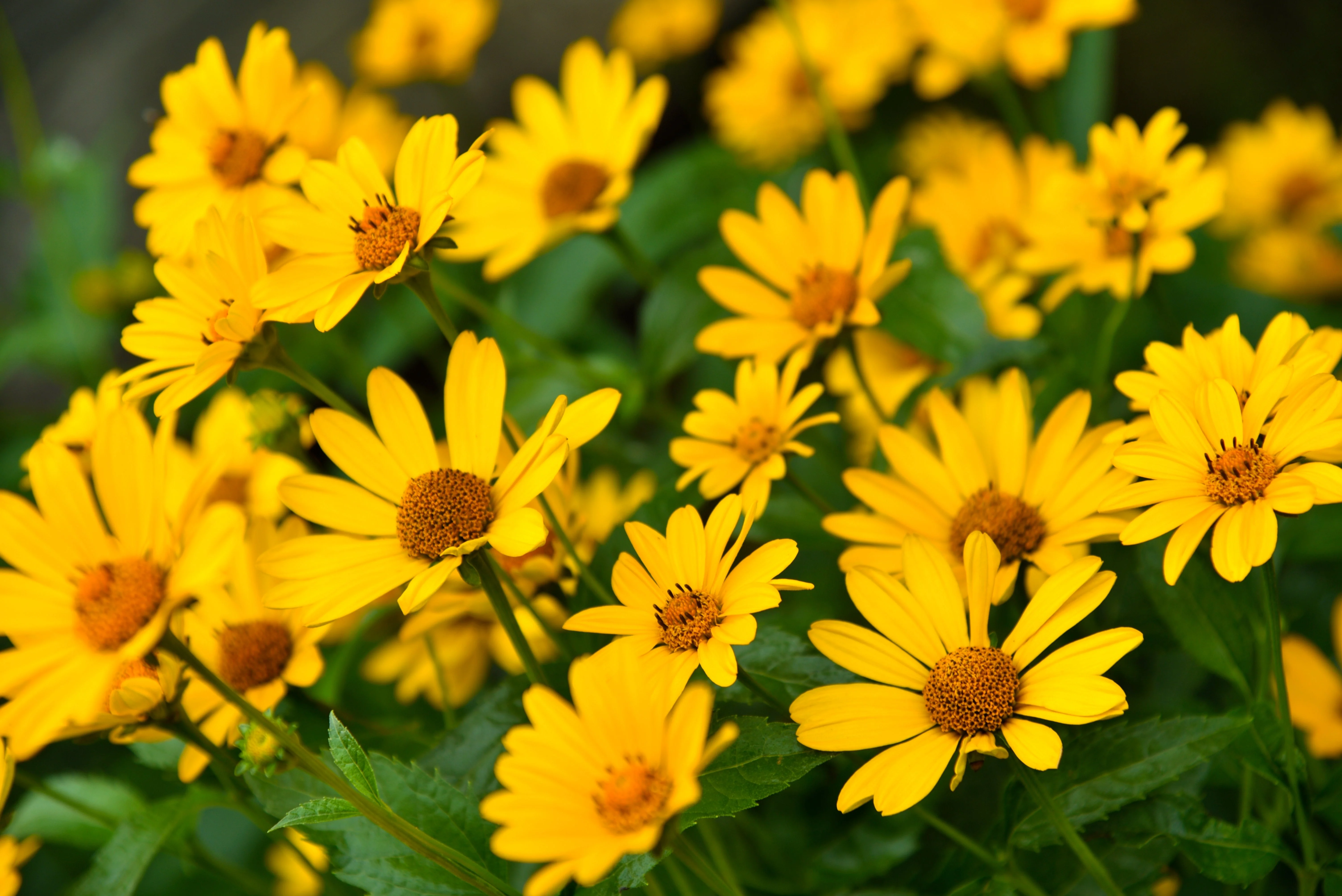 100 SWAMP SUNFLOWER (Narrowleaf Sunflower) Helianthus Angustifolius Flower Seeds - Image 2