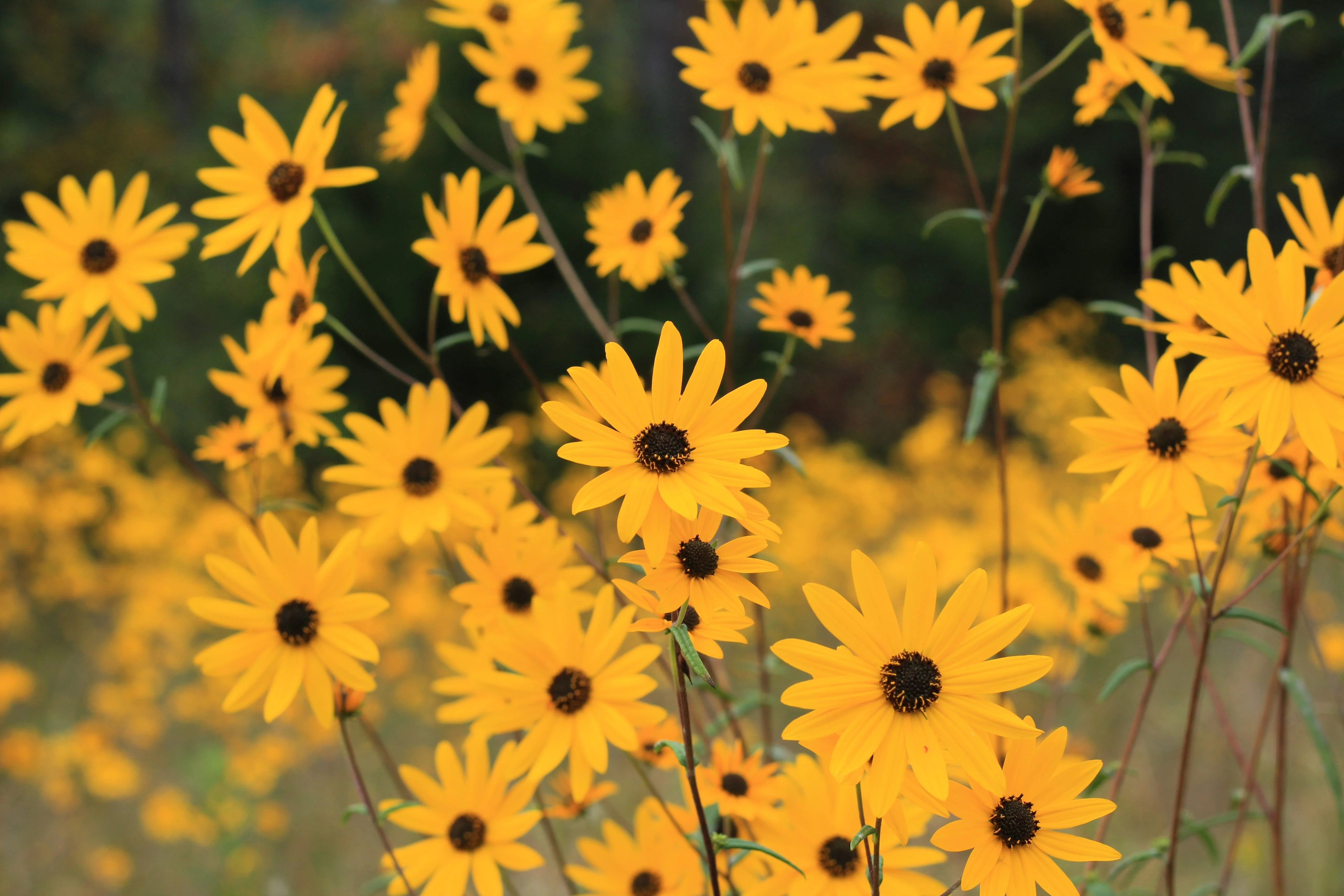 100 SWAMP SUNFLOWER (Narrowleaf Sunflower) Helianthus Angustifolius Flower Seeds - Image 3