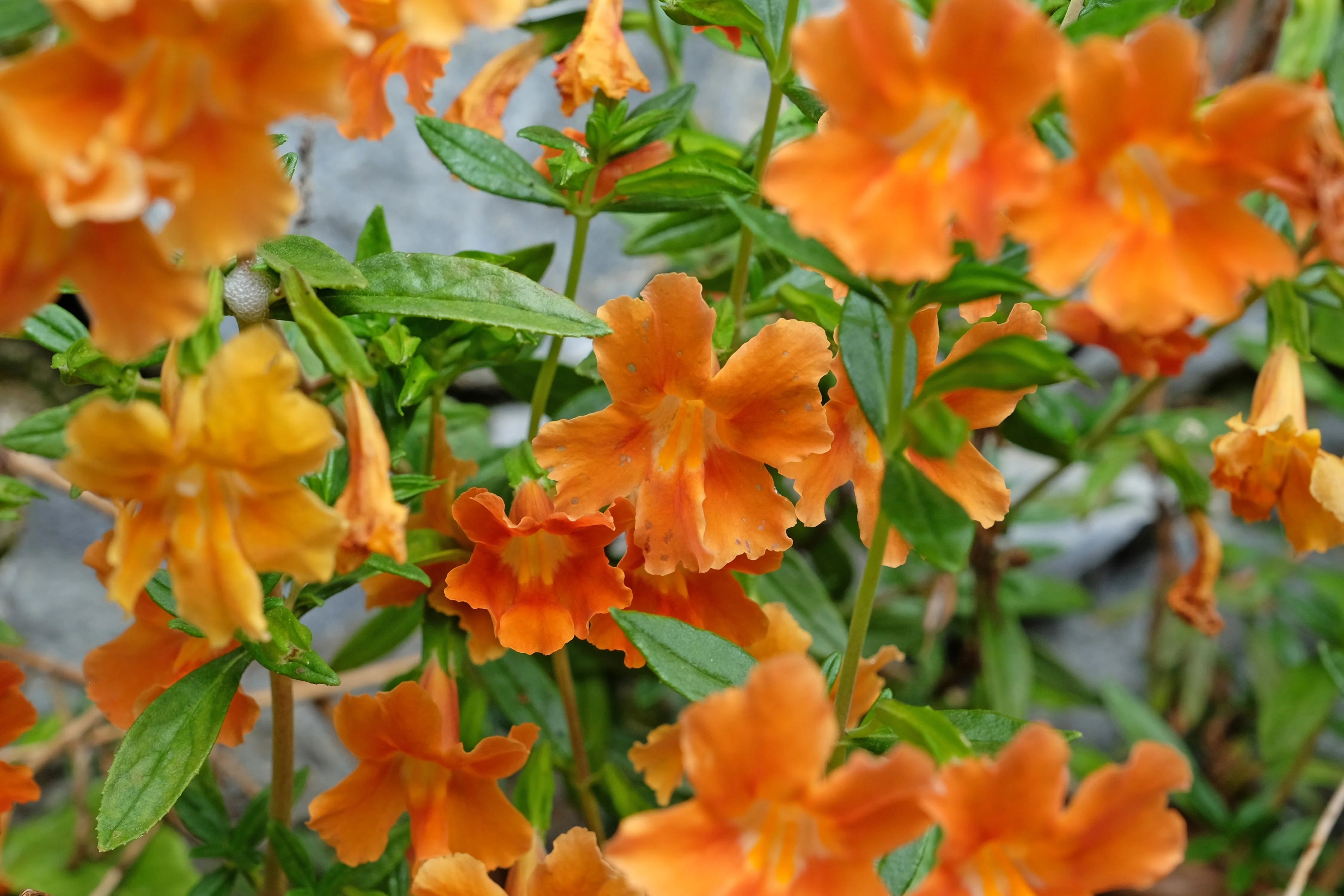 100 Twinkle ORANGE MONKEY FLOWER Mimulus Seeds - Image 4