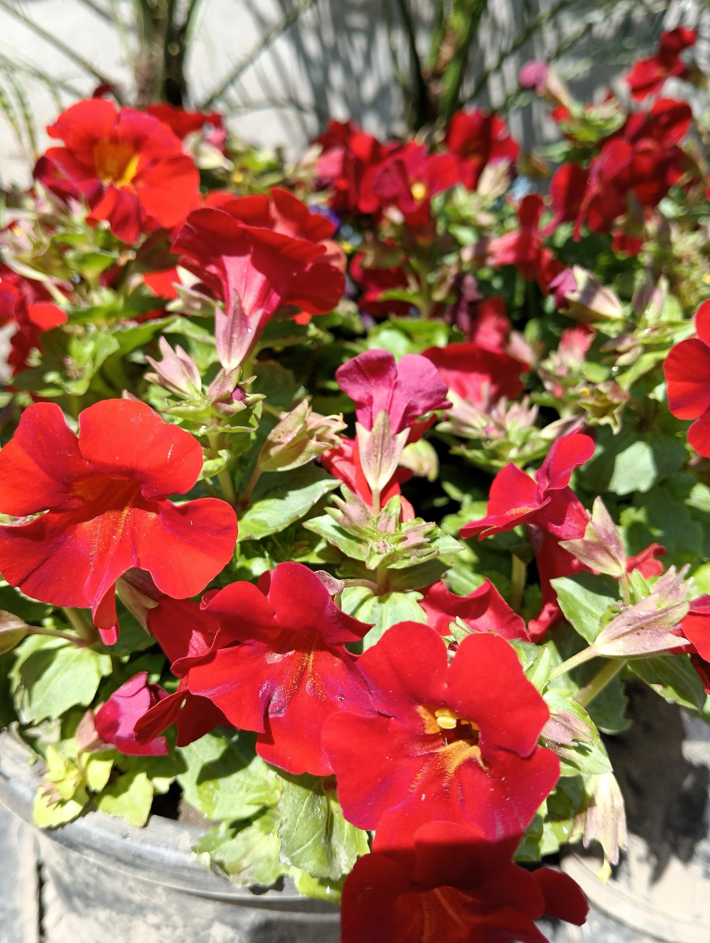 100 Twinkle RED MONKEY FLOWER Mimulus Seeds - Image 6