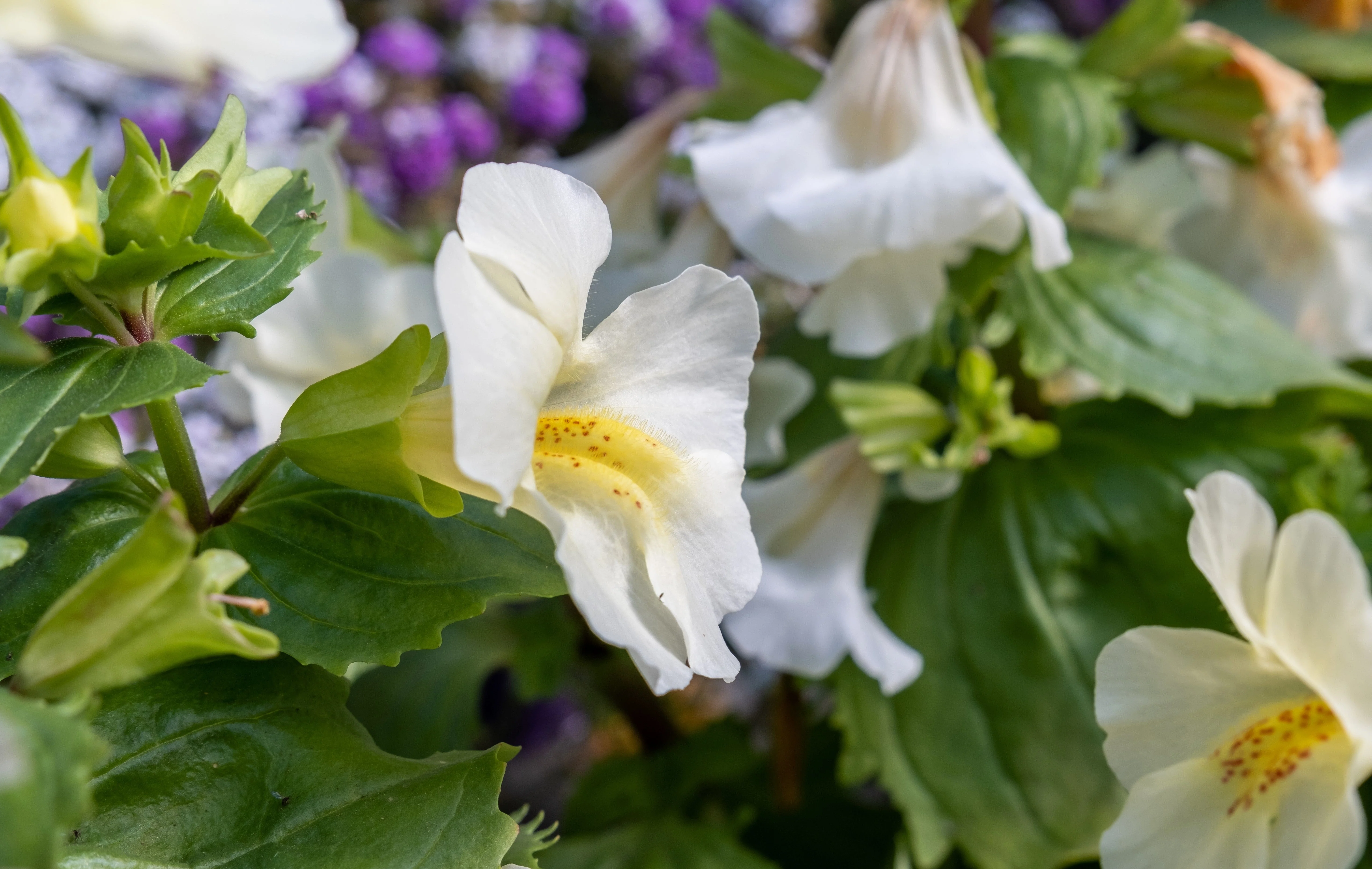 100 Twinkle WHITE MONKEY FLOWER Mimulus Seeds - Image 2