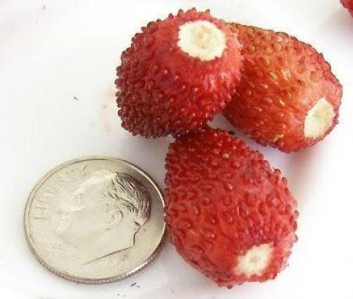 100 VESCA BARON STRAWBERRY Solemacher Berry Fragari Fruit Seeds - Image 2
