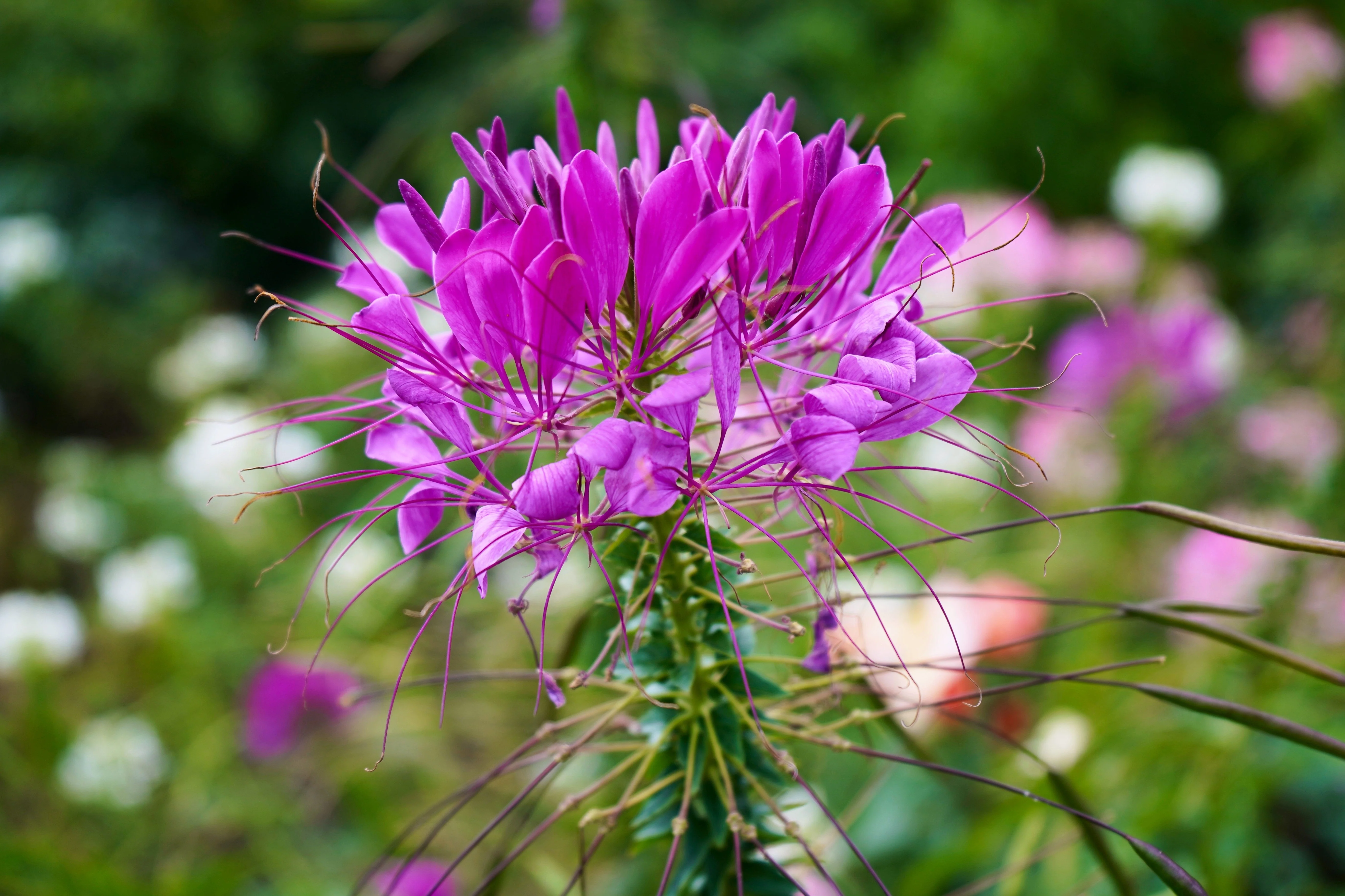 100 VIOLET QUEEN CLEOME Hassleriana Cleome Spinosa Purple Spider Flower Seeds - Image 5