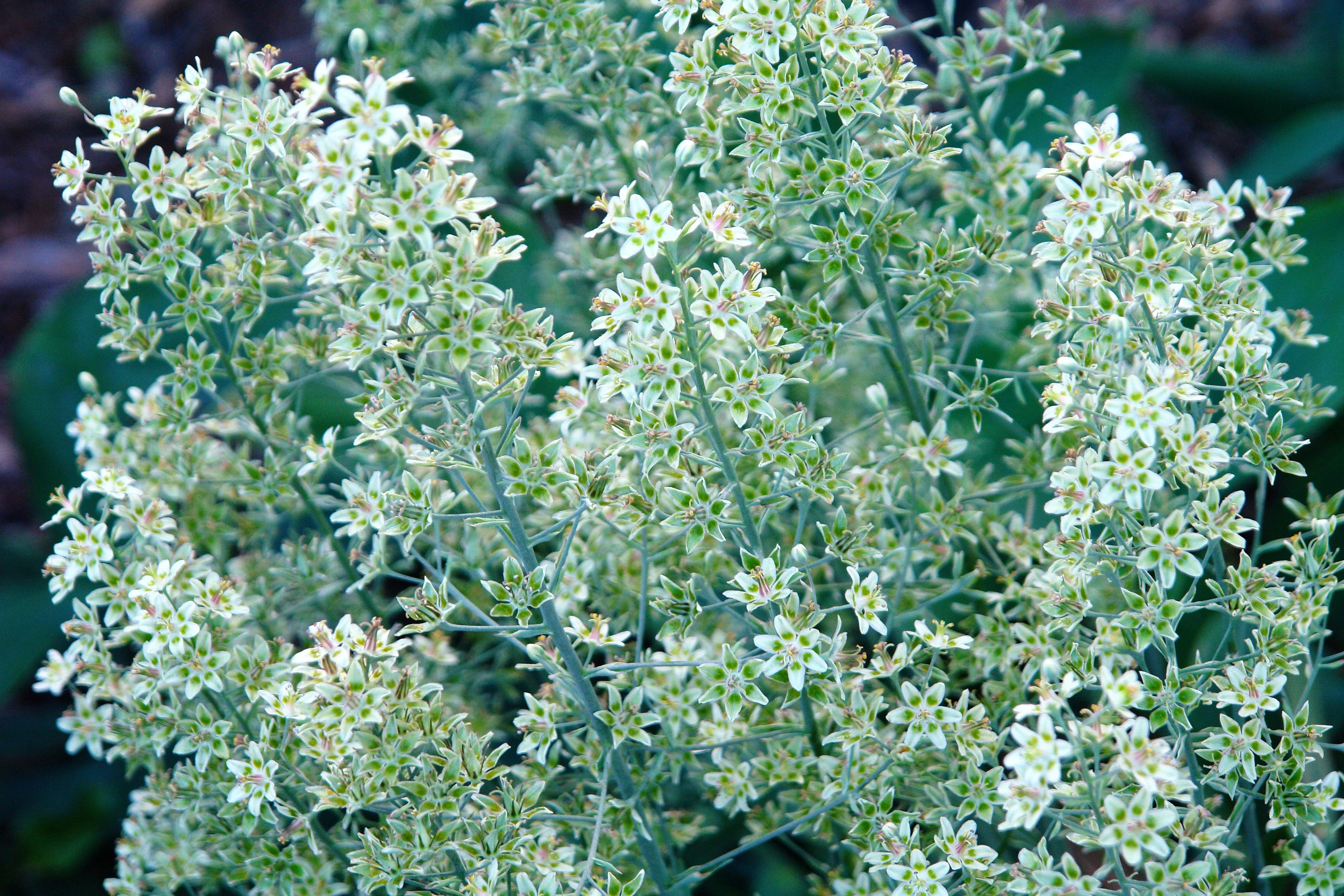 100 WHITE CAMAS Anticlea Elegans Zigadenus Camass Alkali Native Flower Seeds - Image 3