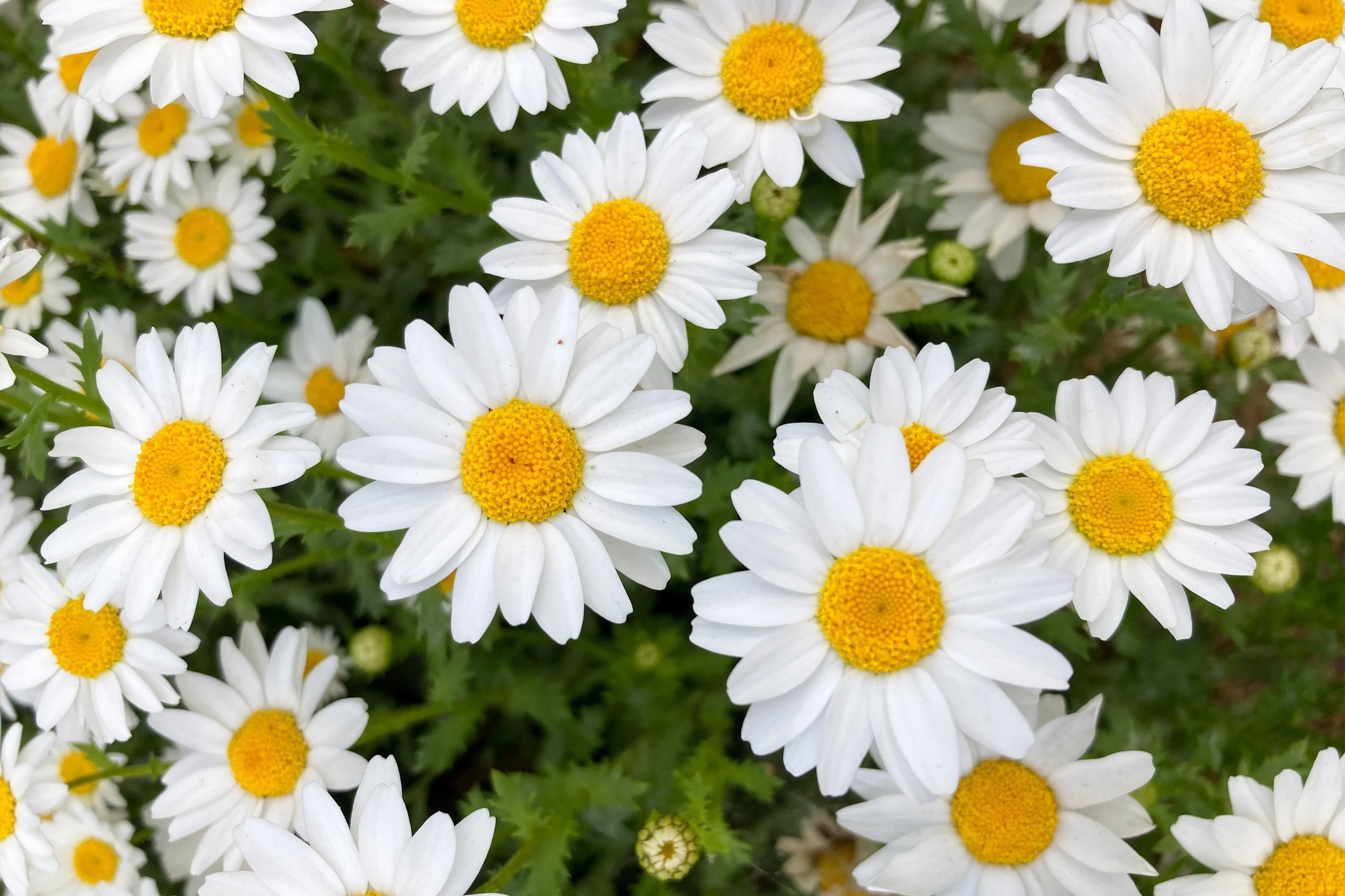 100 White DWARF CREEPING DAISY Chrysanthemum Paludosum Flower Seeds - Image 4