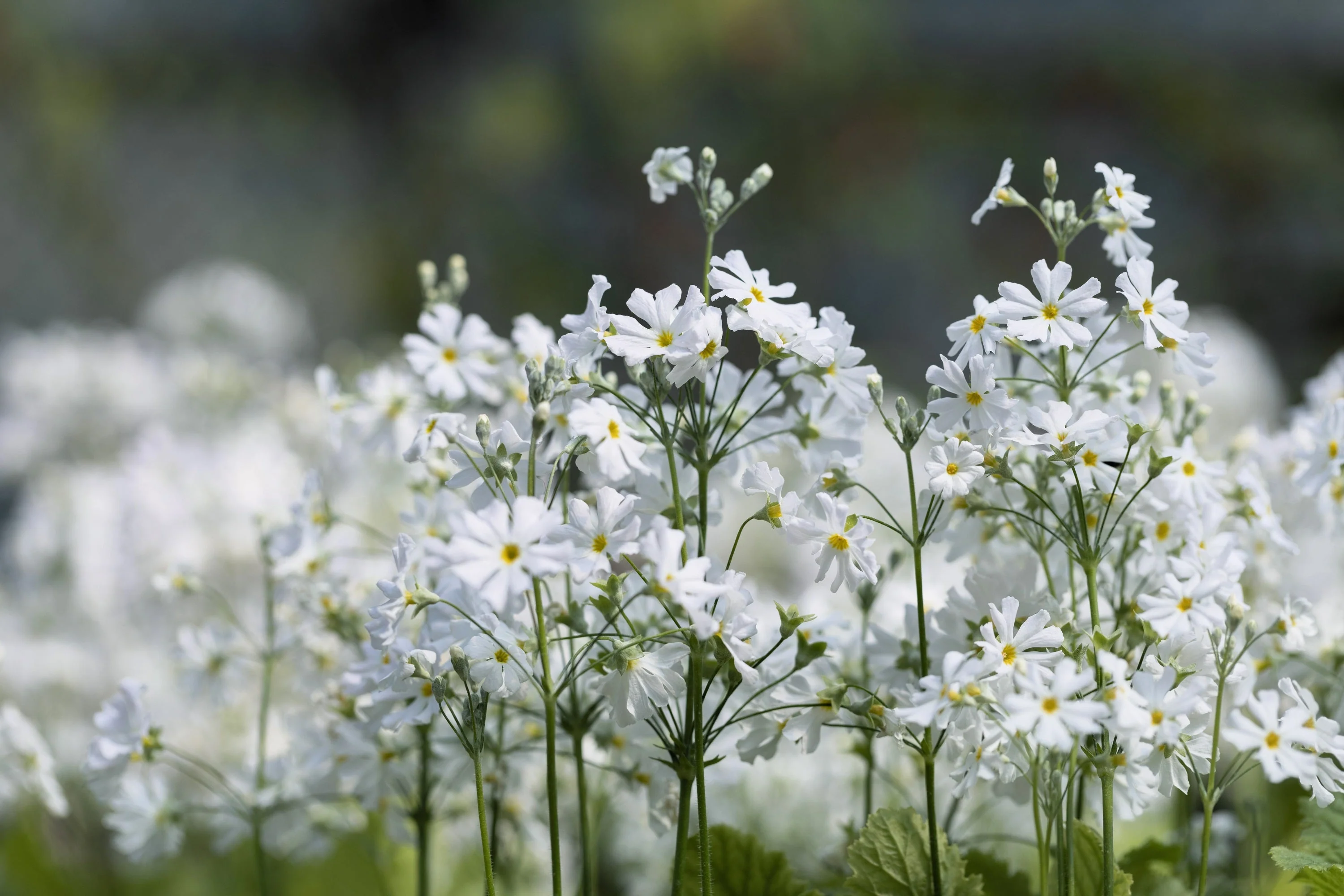 100 WHITE FAIRY PRIMROSE Primula Malacoides Baby Primrose Shade Houseplant Flower Seeds - Image 4