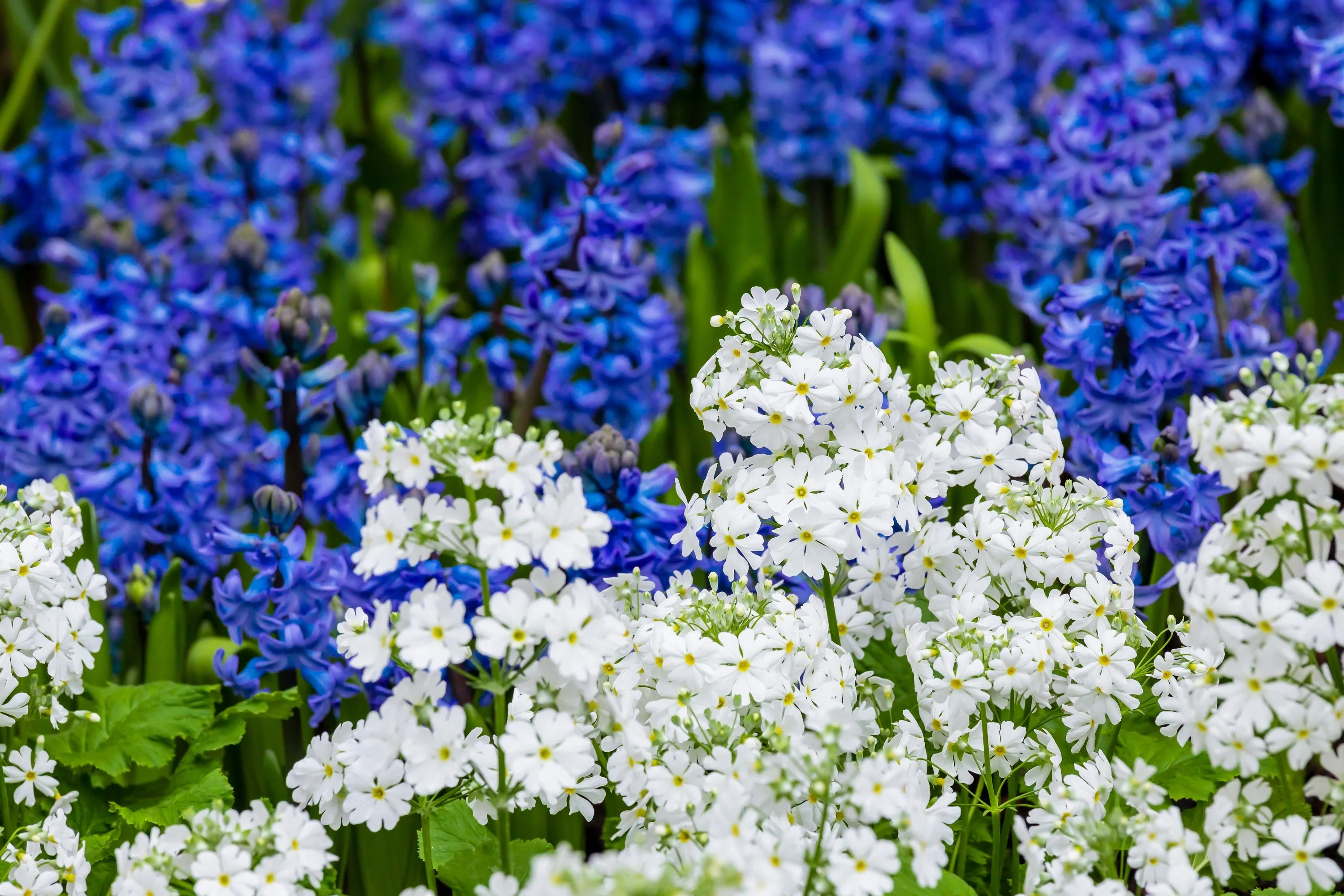 100 WHITE FAIRY PRIMROSE Primula Malacoides Baby Primrose Shade Houseplant Flower Seeds - Image 5