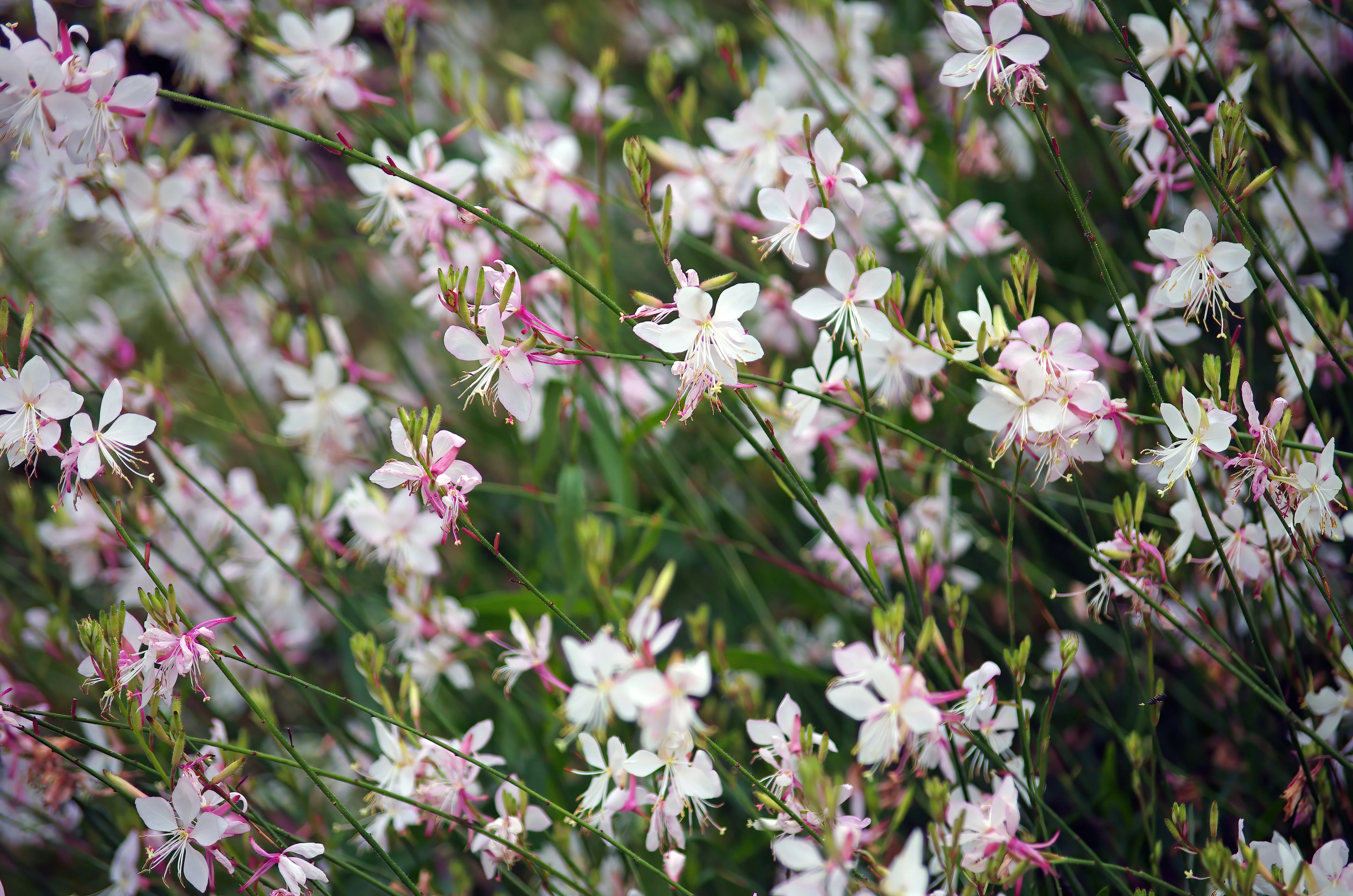 100 White GAURA WHIRLING BUTTERFLIES Gaura Lindheimeri Flower Seeds - Image 6