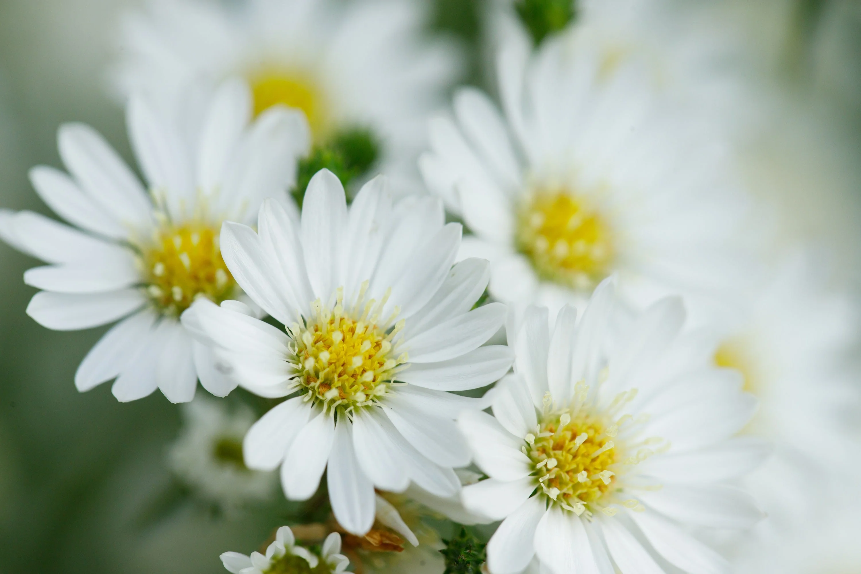 100 WHITE HEATH ASTER Prairie Ericoides Flower Seeds - Image 12
