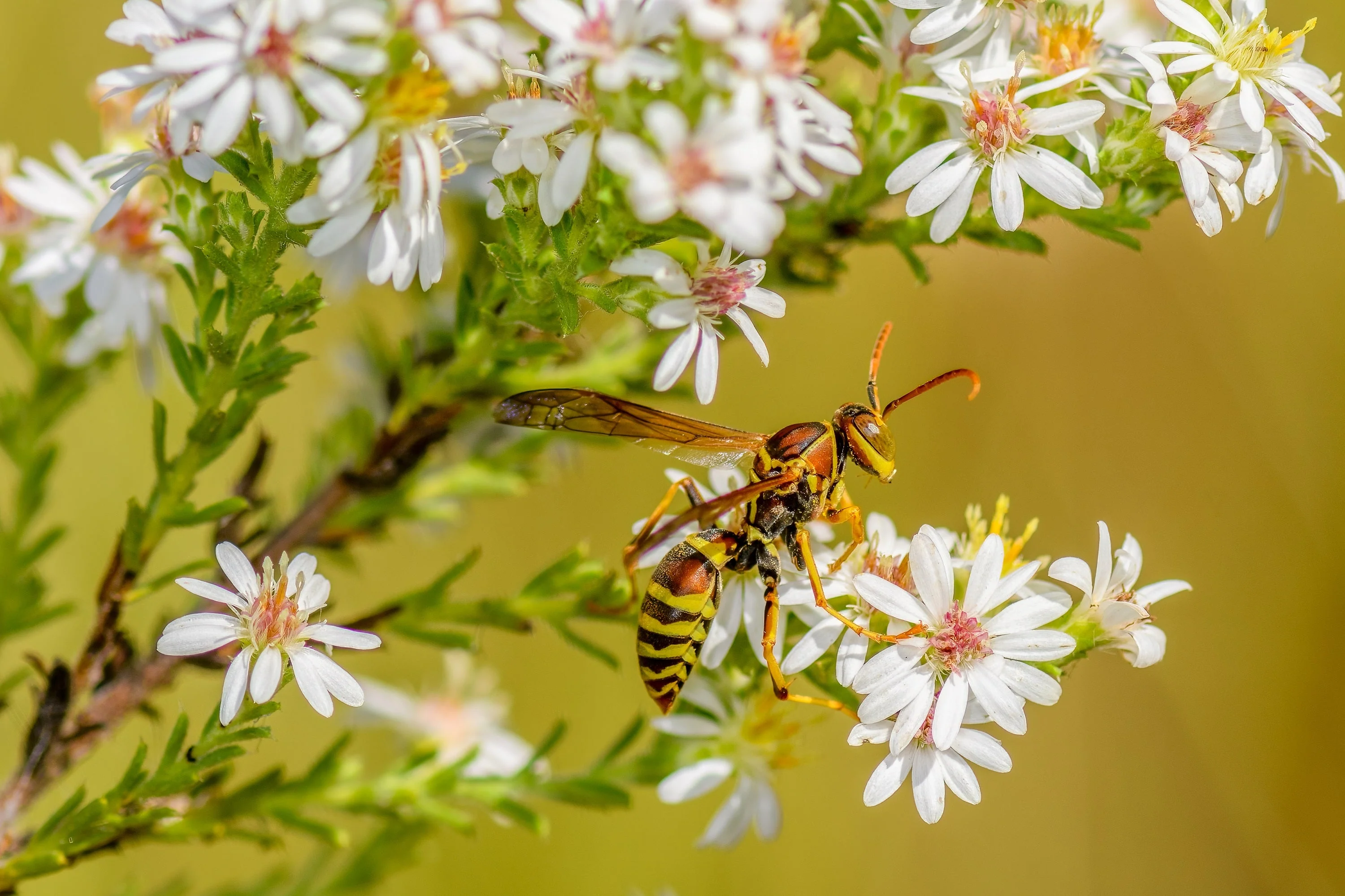 100 WHITE HEATH ASTER Prairie Ericoides Flower Seeds - Image 13