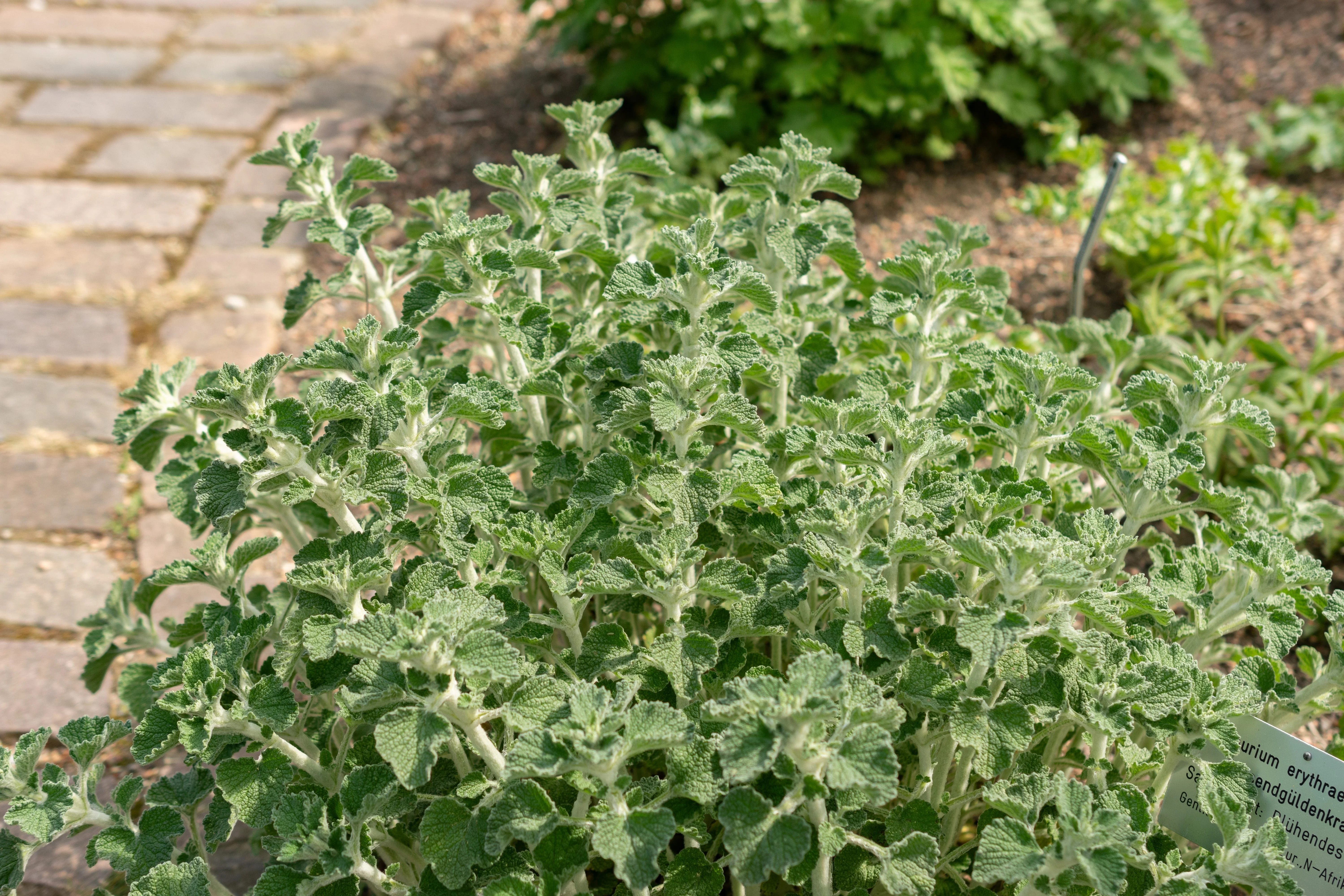 100 White HOREHOUND Marrubium Vulgare Herb Flower Seeds - Image 3
