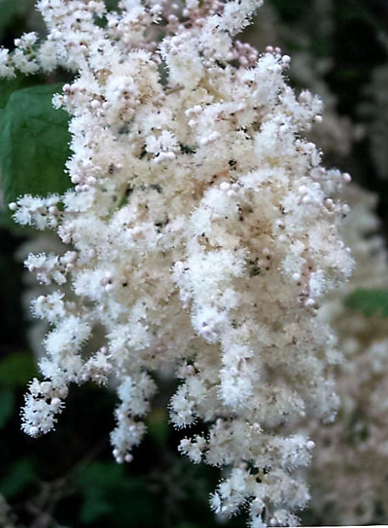100 White OCEANSPRAY Shrub Creambush Mountain Spray Holodiscus Flower Seeds - Image 5