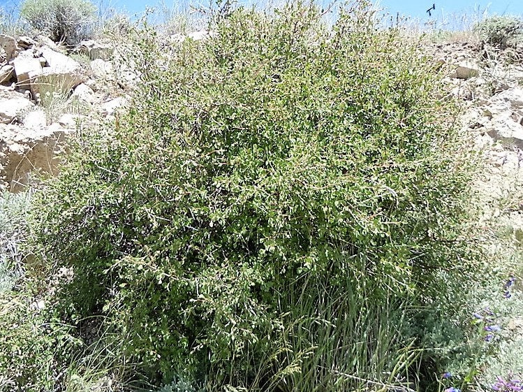 100 White OCEANSPRAY Shrub Creambush Mountain Spray Holodiscus Flower Seeds - Image 7