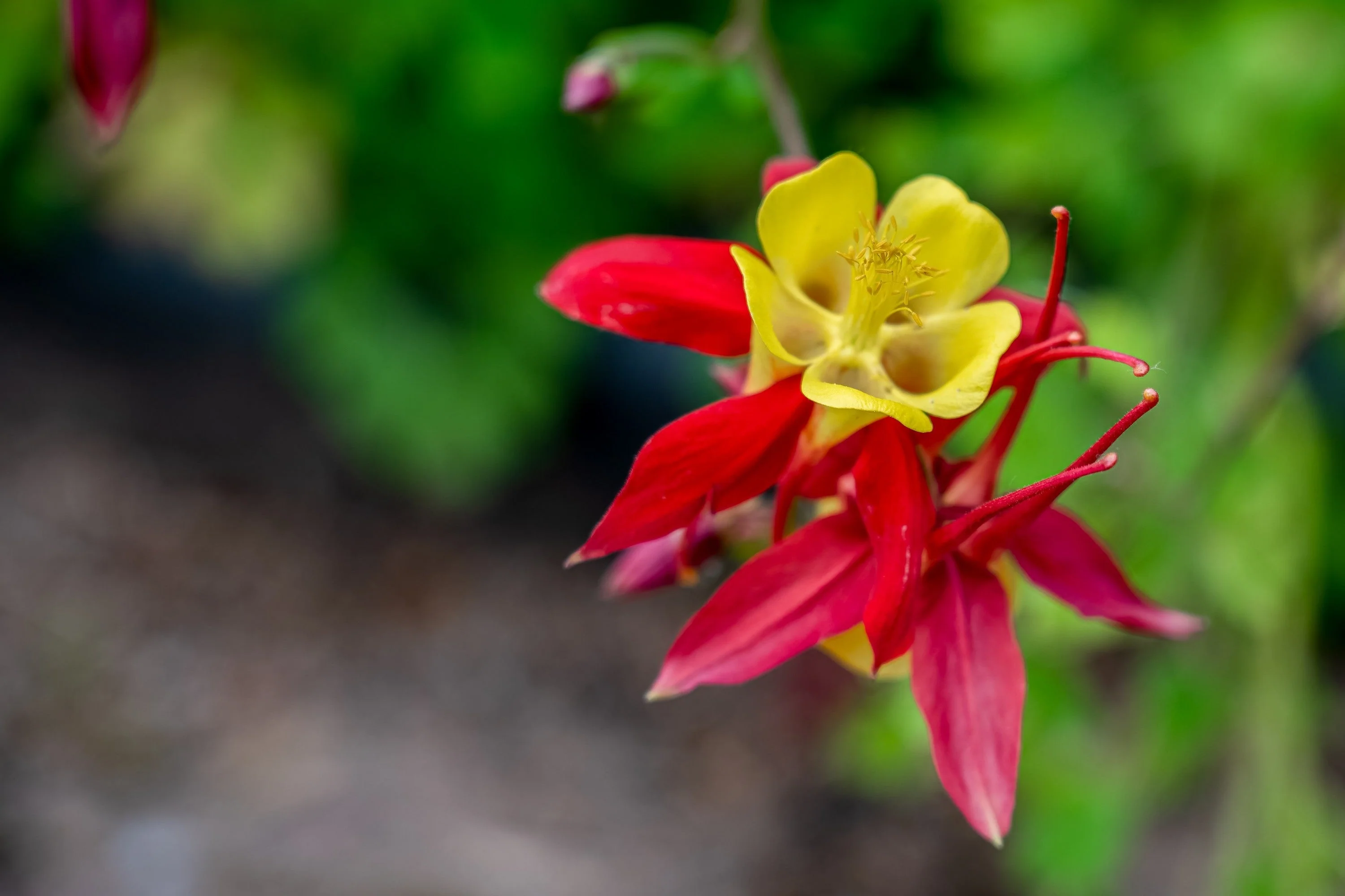 100 WILD/ CANADIAN COLUMBINE Aquilegia Canadensis Flower Seeds - Image 4