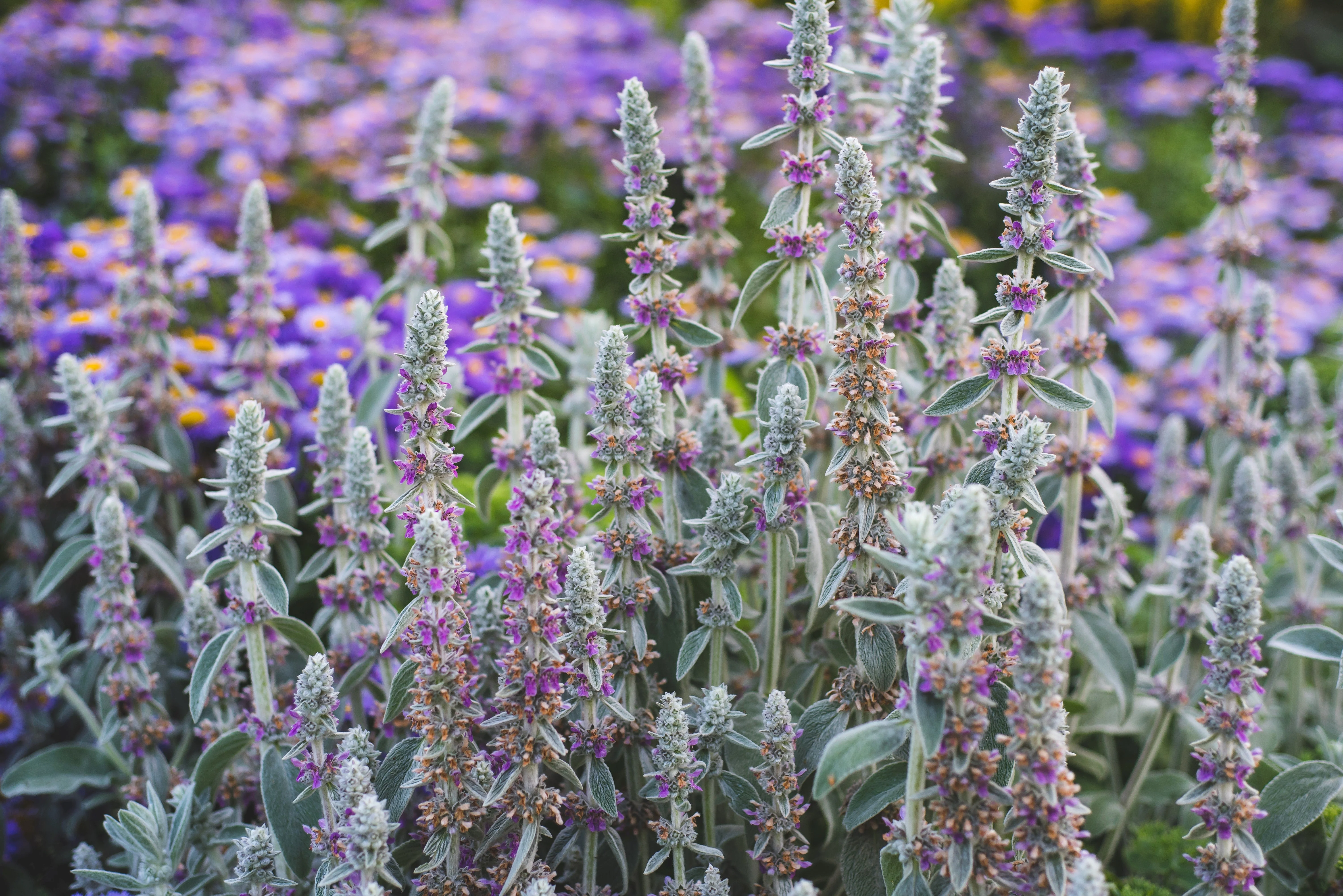100 Wolly LAMBS EAR Stachys Byzantina Silvery Fuzzy Leaves Purple Flower Seeds - Image 13