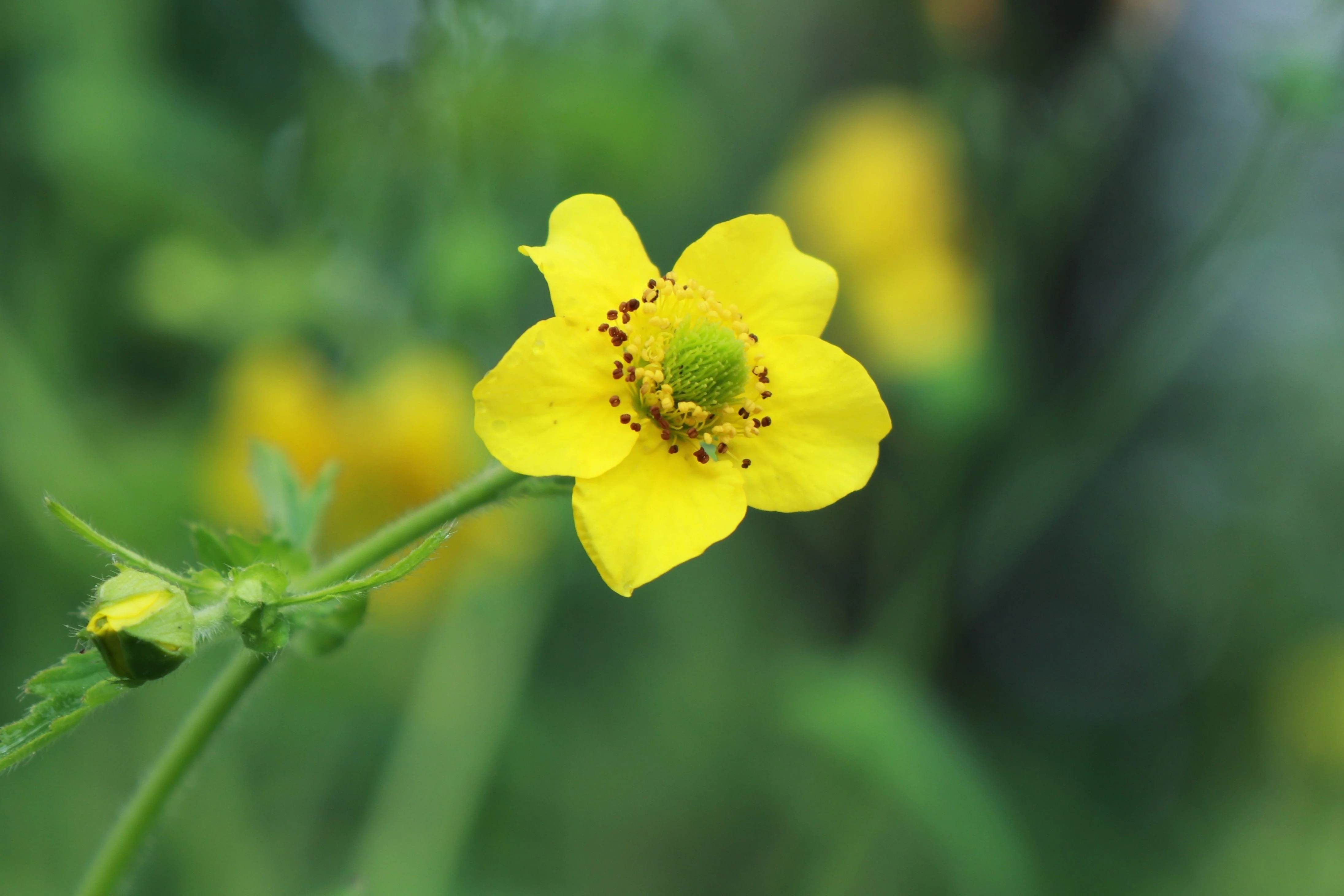 100 YELLOW AVENS Geum Aleppicum Moist Wetland Flower Seeds - Image 9