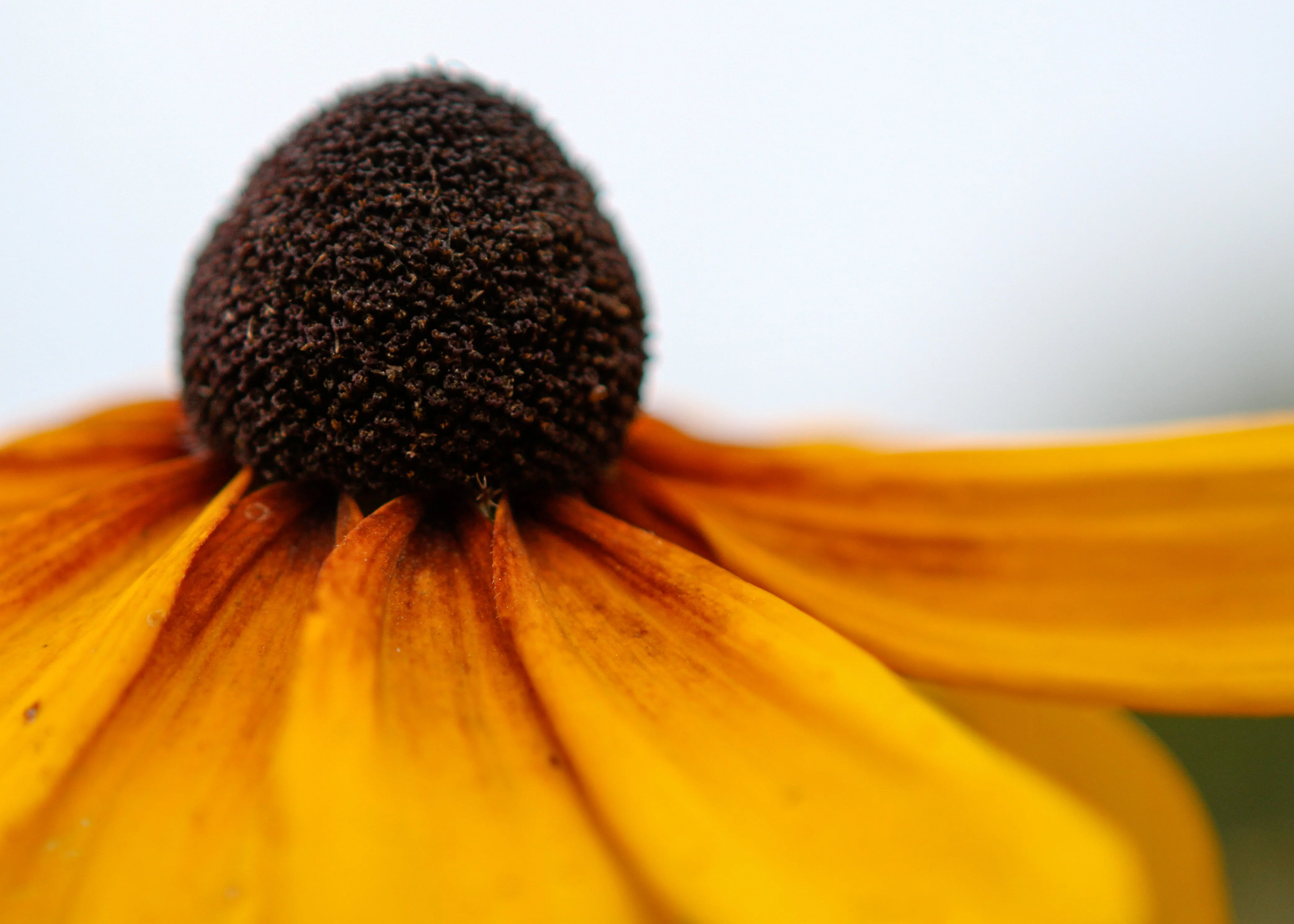 100 YELLOW CONEFLOWER Ratibida Pinnata Flower Seeds - Image 8